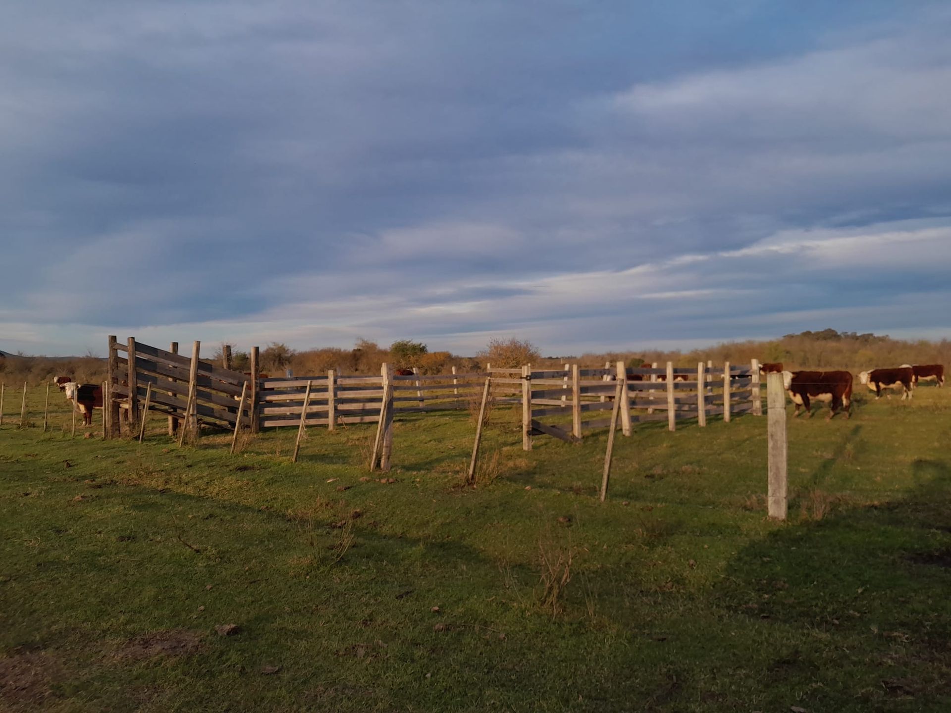 VENTA CAMPO TACUAREMBÓ 243 HECTAREAS - 10