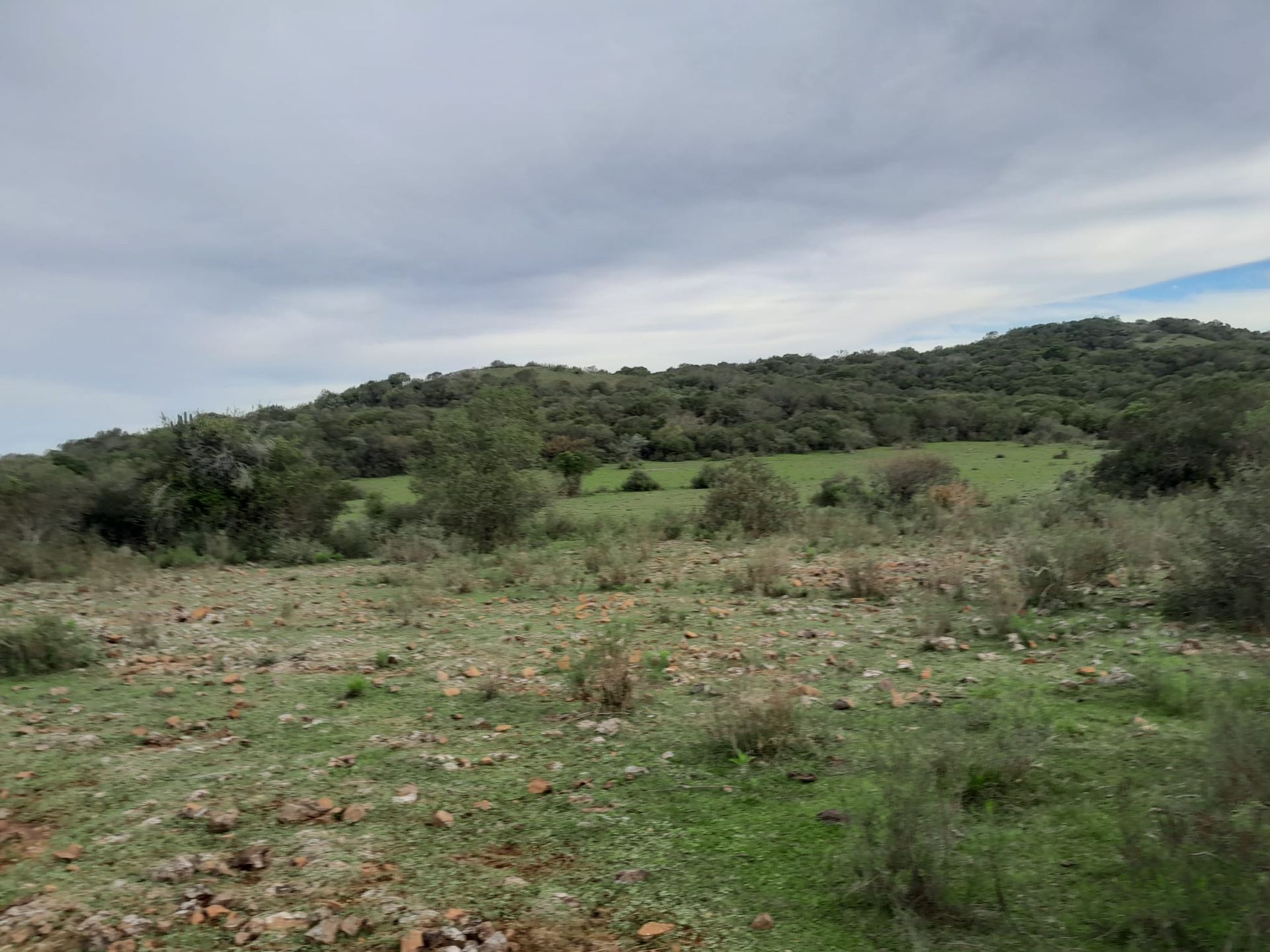 VENTA CAMPO TACUAREMBÓ 243 HECTAREAS - 12