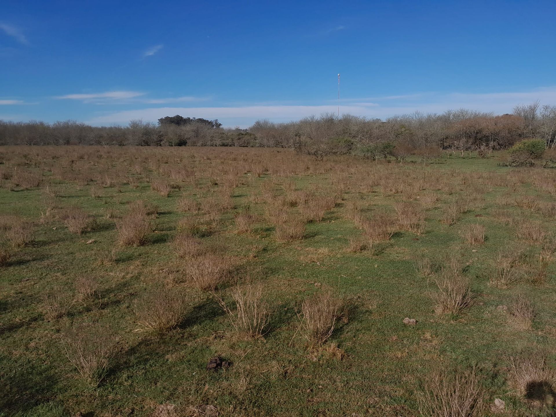 VENTA CAMPO TACUAREMBÓ 243 HECTAREAS - 5