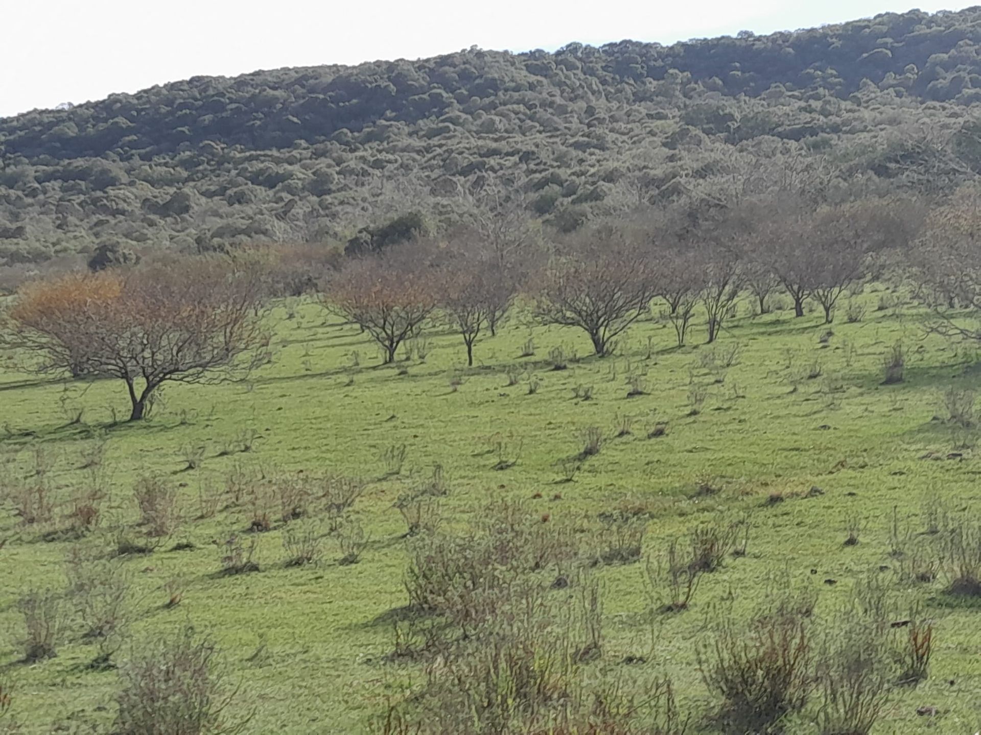 VENTA CAMPO TACUAREMBÓ 243 HECTAREAS - 6