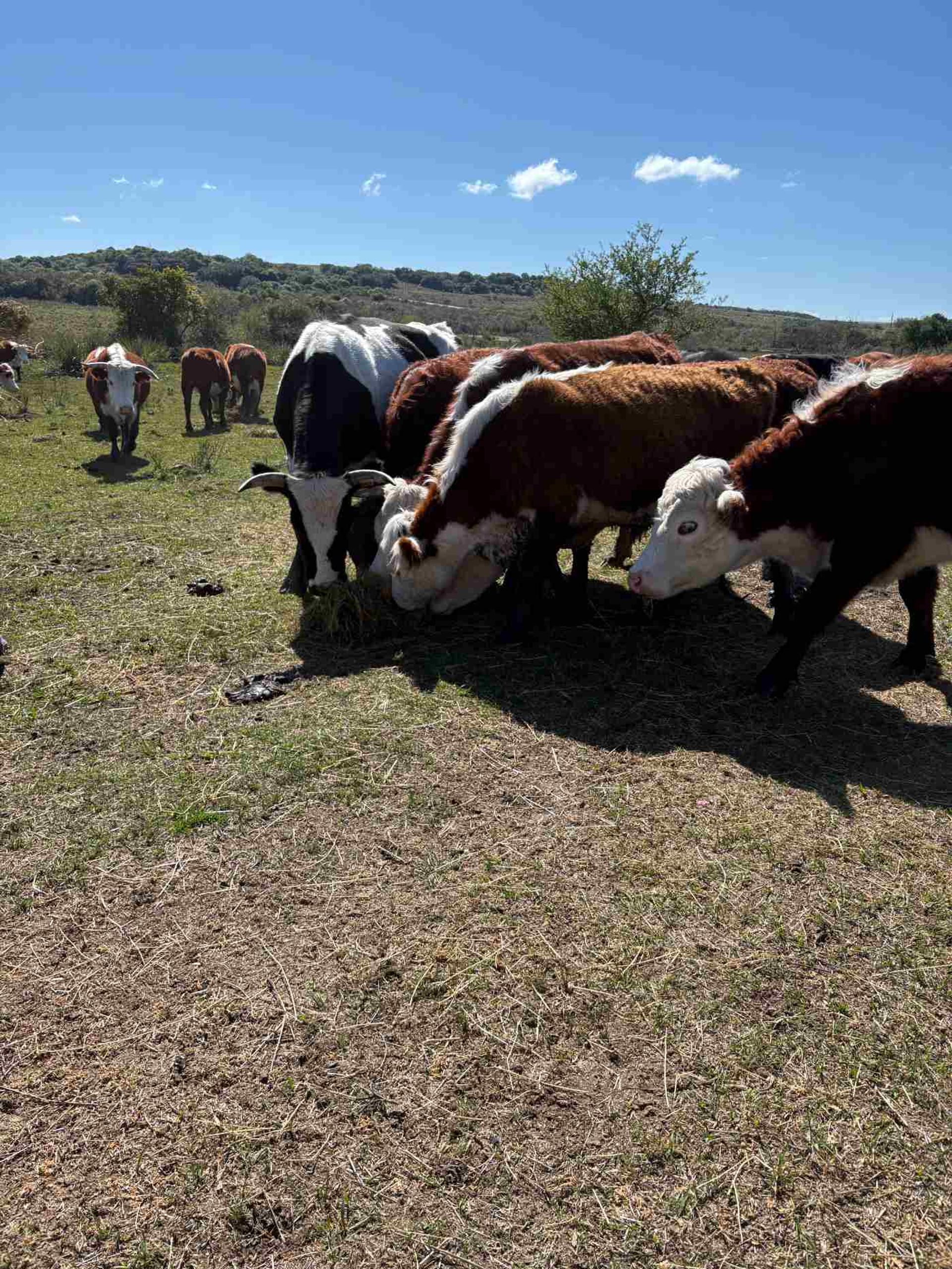 VENTA CAMPO TACUAREMBÓ 243 HECTAREAS - 2