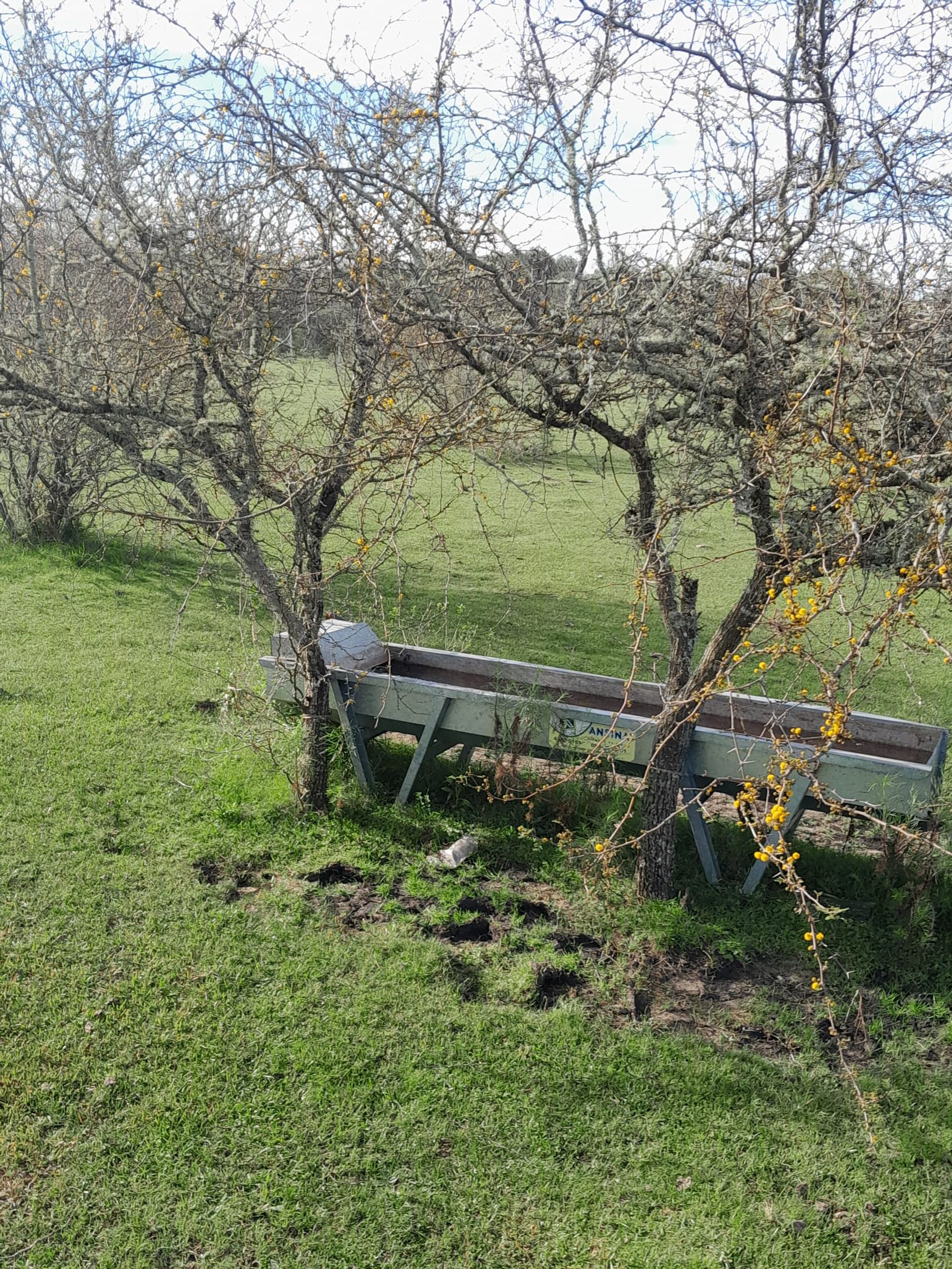VENTA CAMPO TACUAREMBÓ 243 HECTAREAS - 8