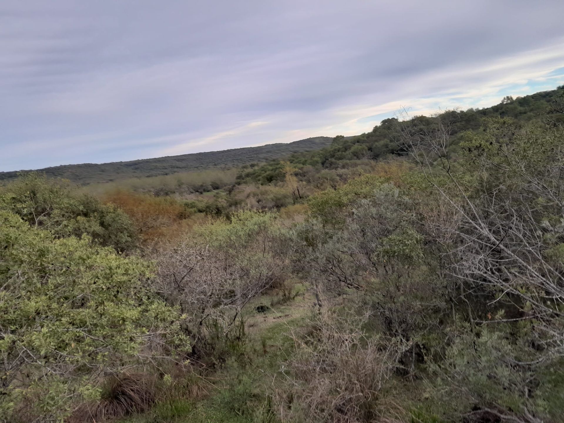 VENTA CAMPO TACUAREMBÓ 243 HECTAREAS - 13