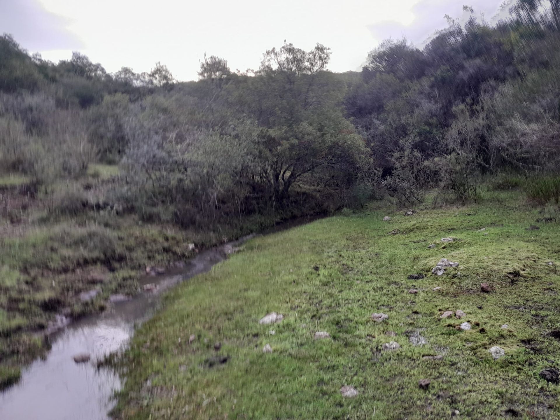VENTA CAMPO TACUAREMBÓ 243 HECTAREAS - 14