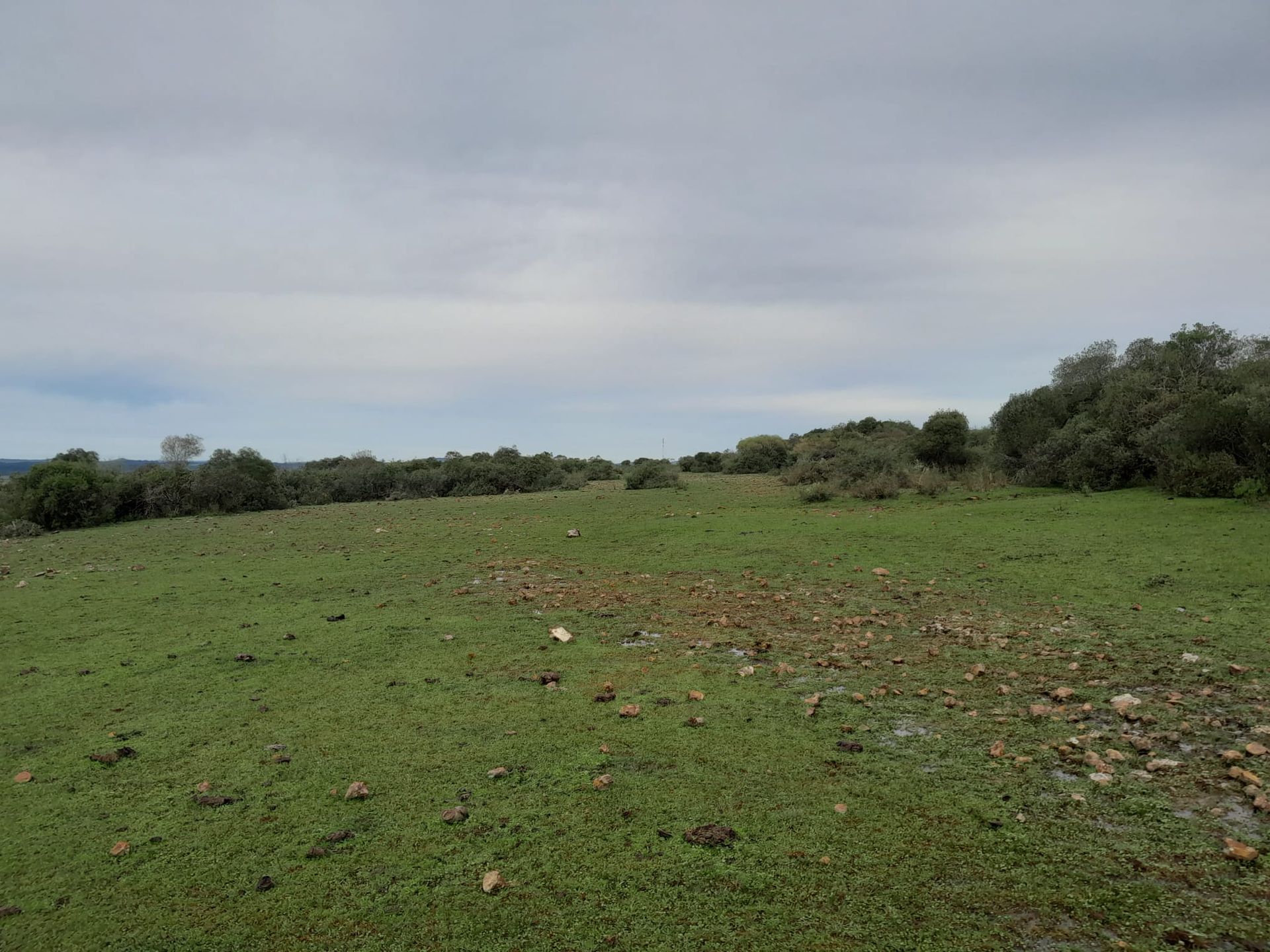 VENTA CAMPO TACUAREMBÓ 243 HECTAREAS - 11