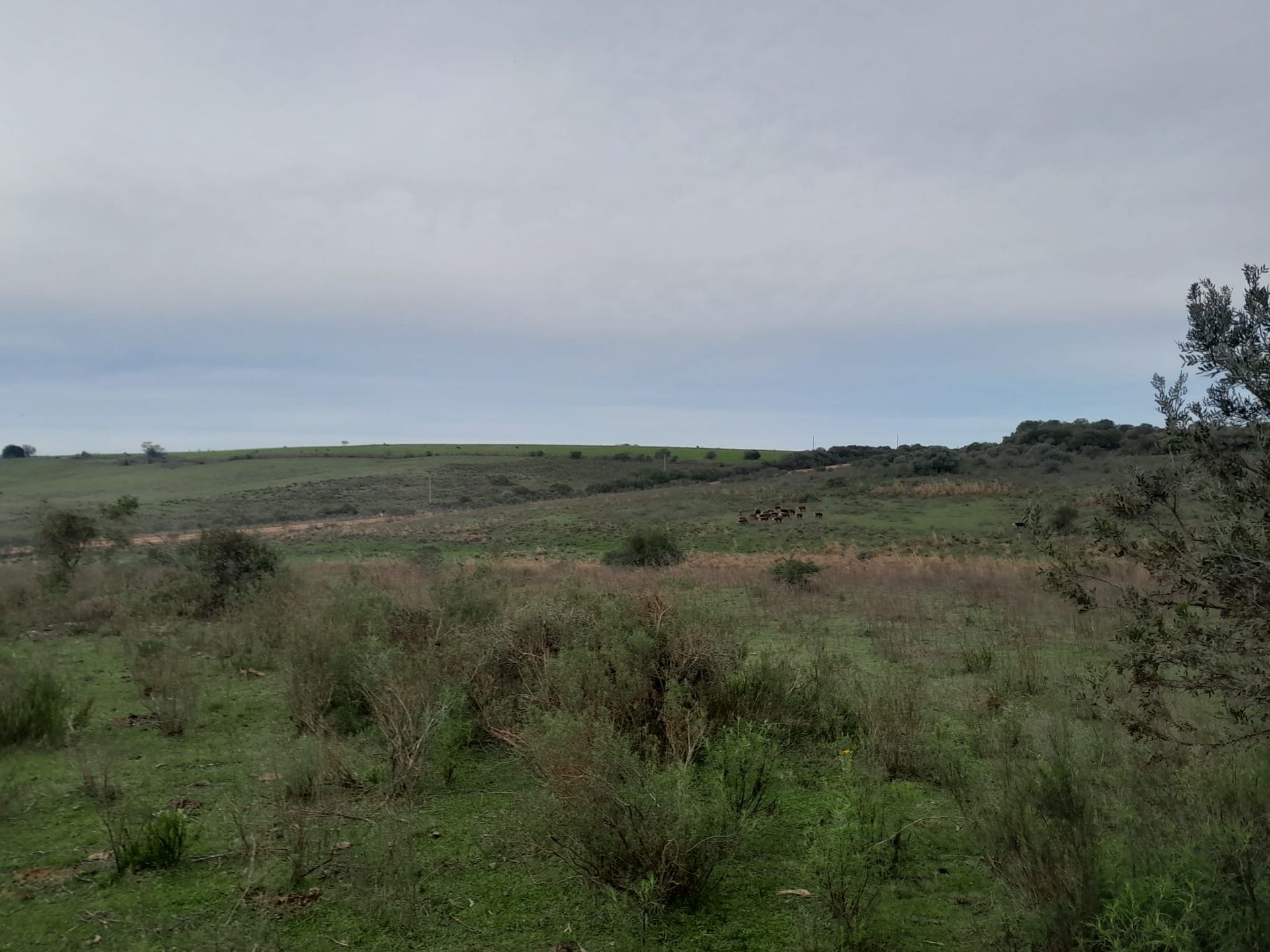 VENTA CAMPO TACUAREMBÓ 243 HECTAREAS - 9