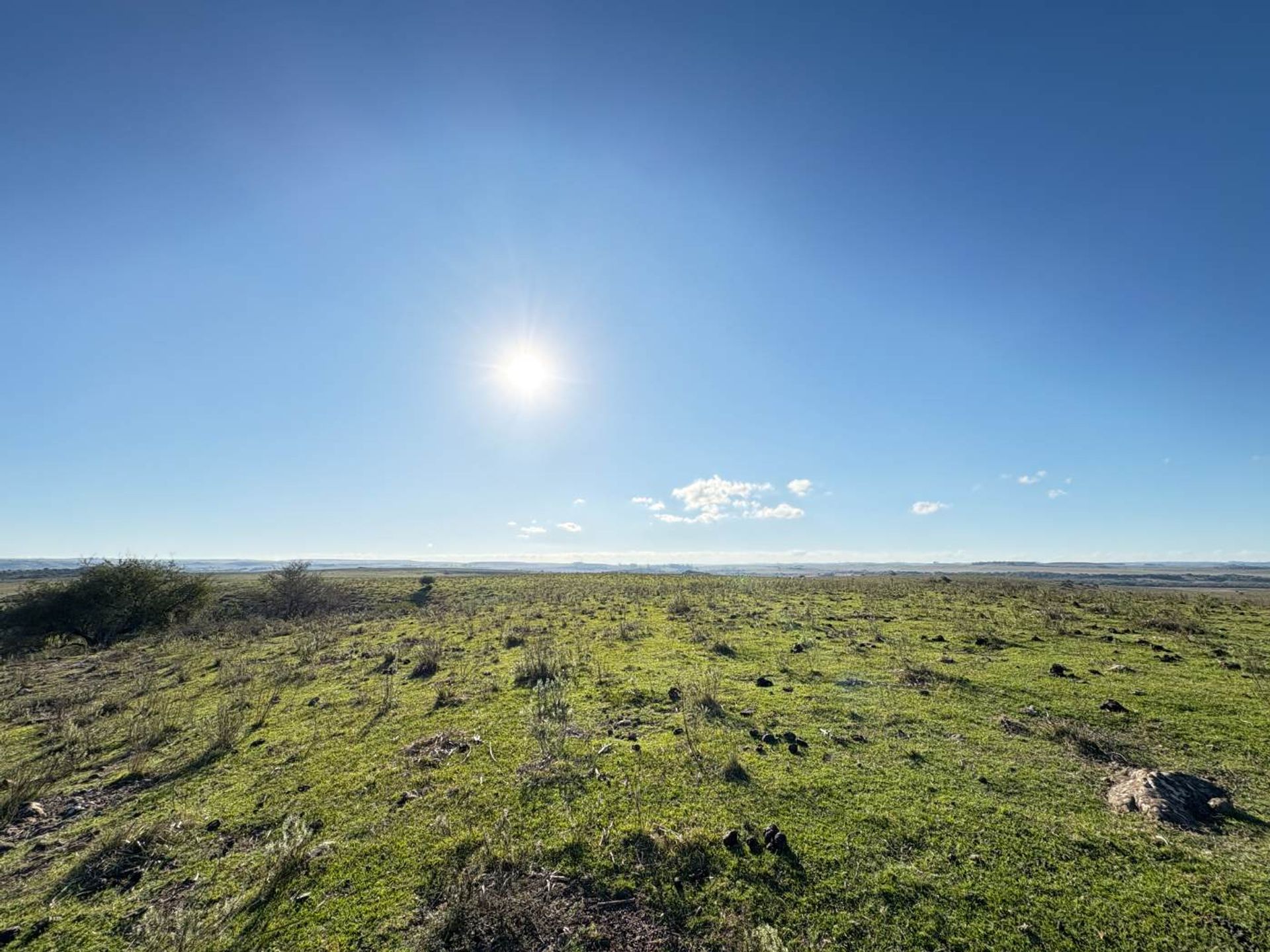 VENTA CAMPO TACUAREMBÓ 243 HECTAREAS - 1