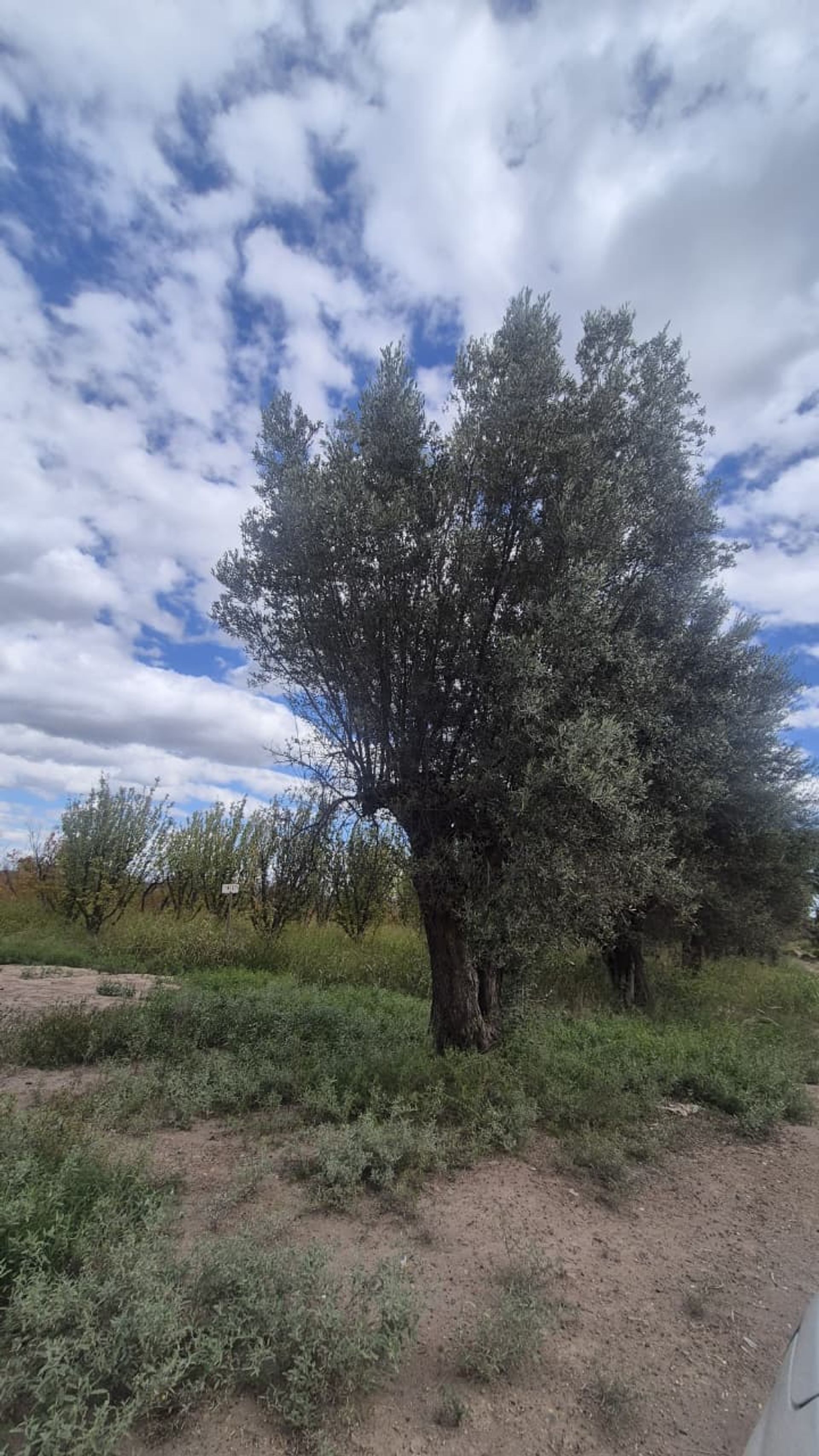 Campo en Venta en San Martin, Mendoza