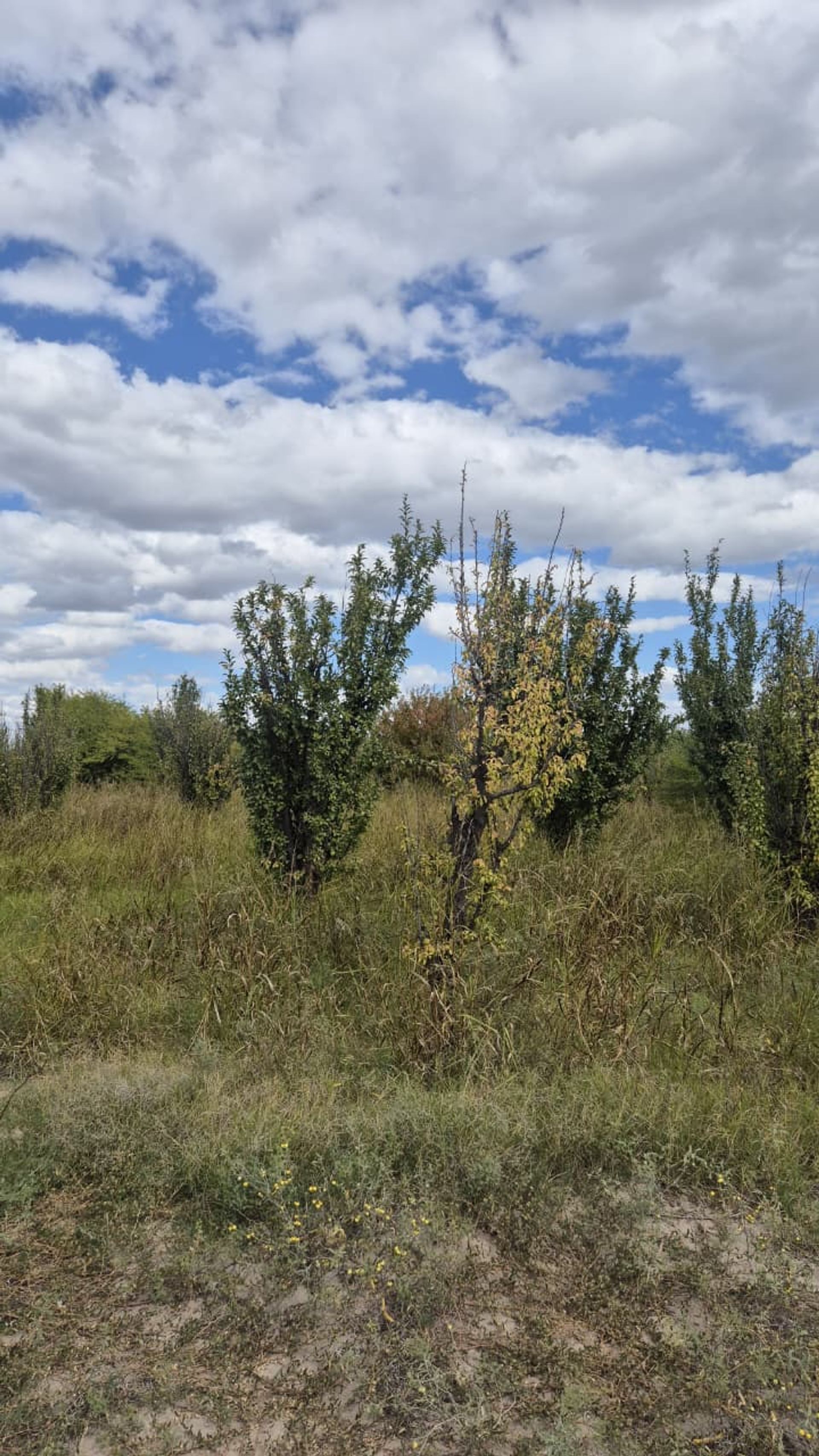 Campo en Venta en San Martin, Mendoza