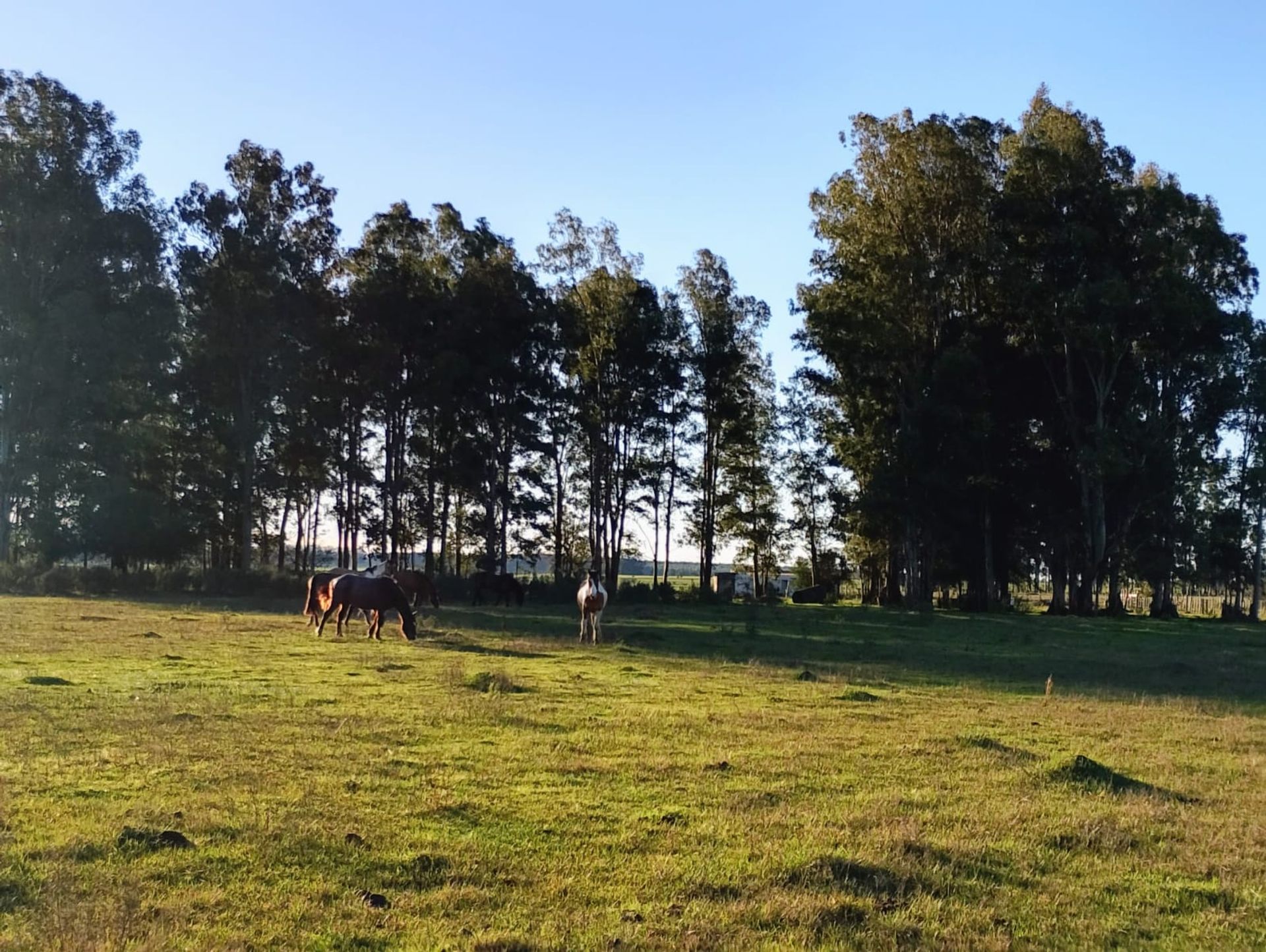 VENTA DE CHACRA 8 HAS. EN PAYSANDU - 10