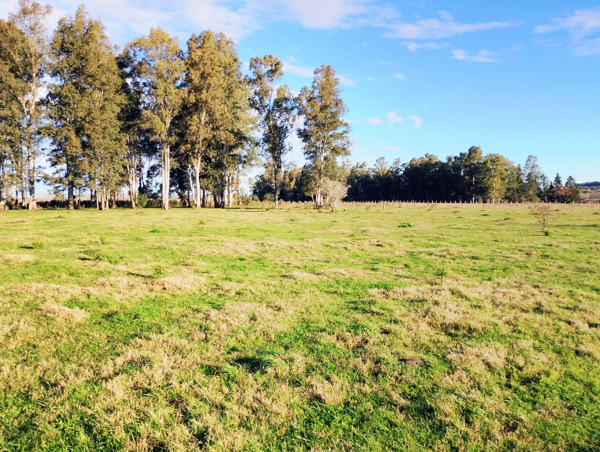 VENTA DE CHACRA 8 HAS. EN PAYSANDU - 12