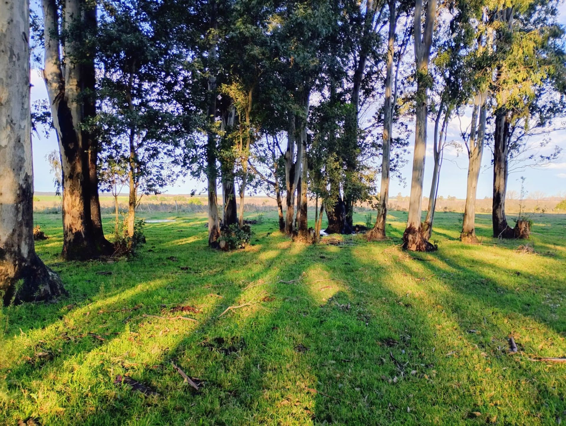 VENTA DE CHACRA 8 HAS. EN PAYSANDU - 4