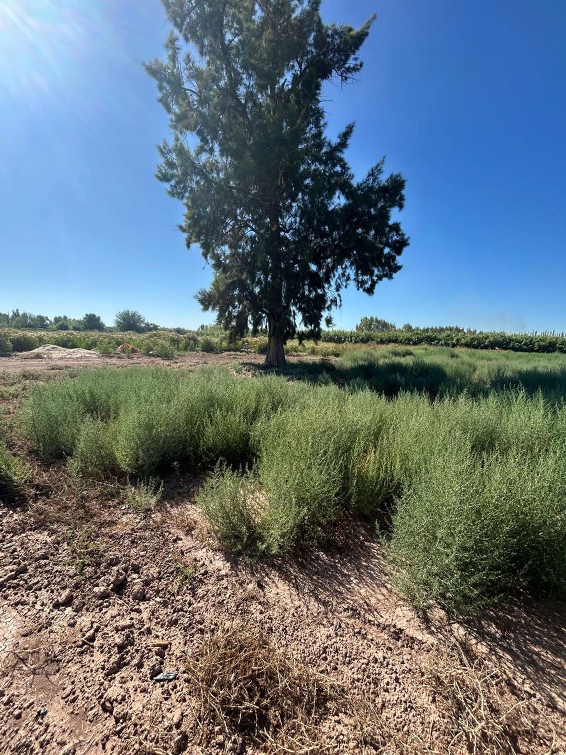 Campo en Venta en Guaymallen, Mendoza