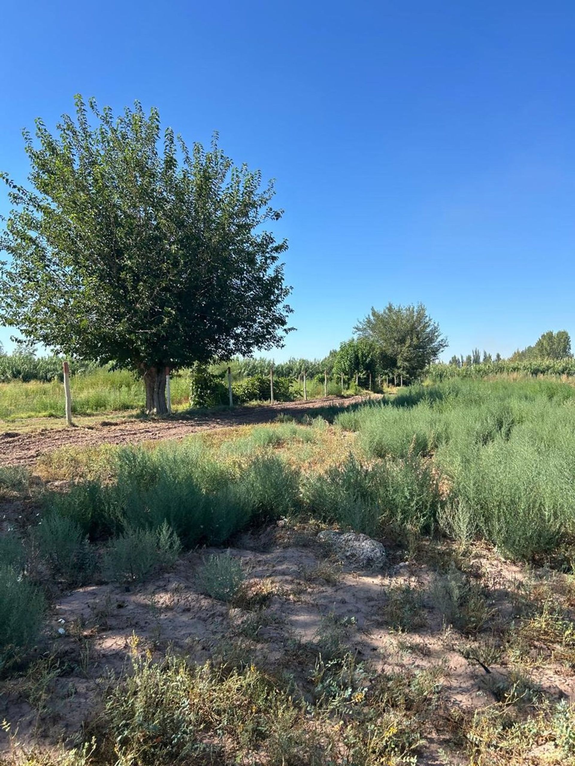 Campo en Venta en Guaymallen, Mendoza