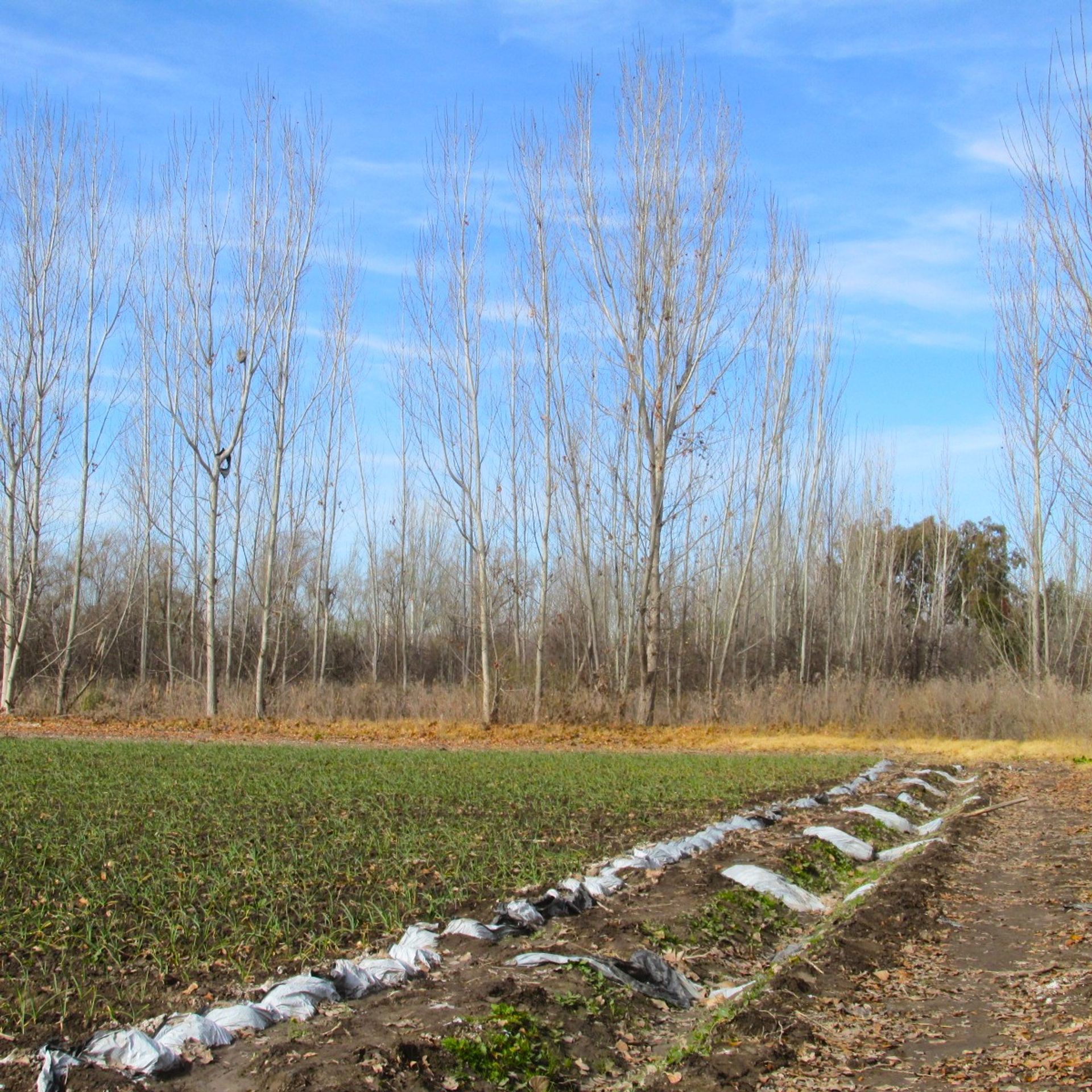 Campo en Venta en Tunuyan, Mendoza
