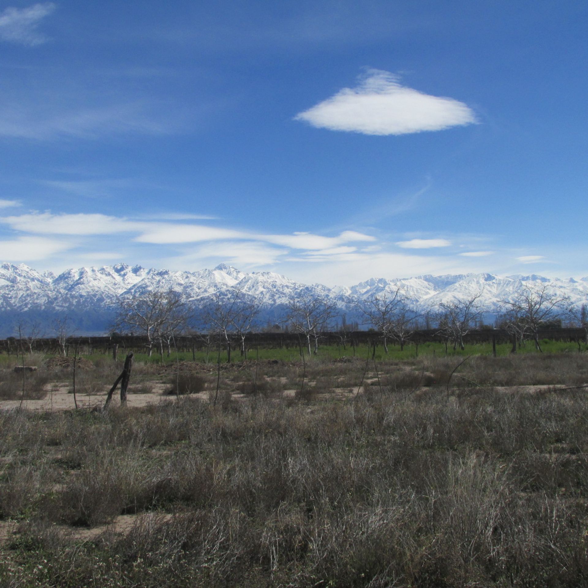 Campo en Venta en San Carlos, Mendoza