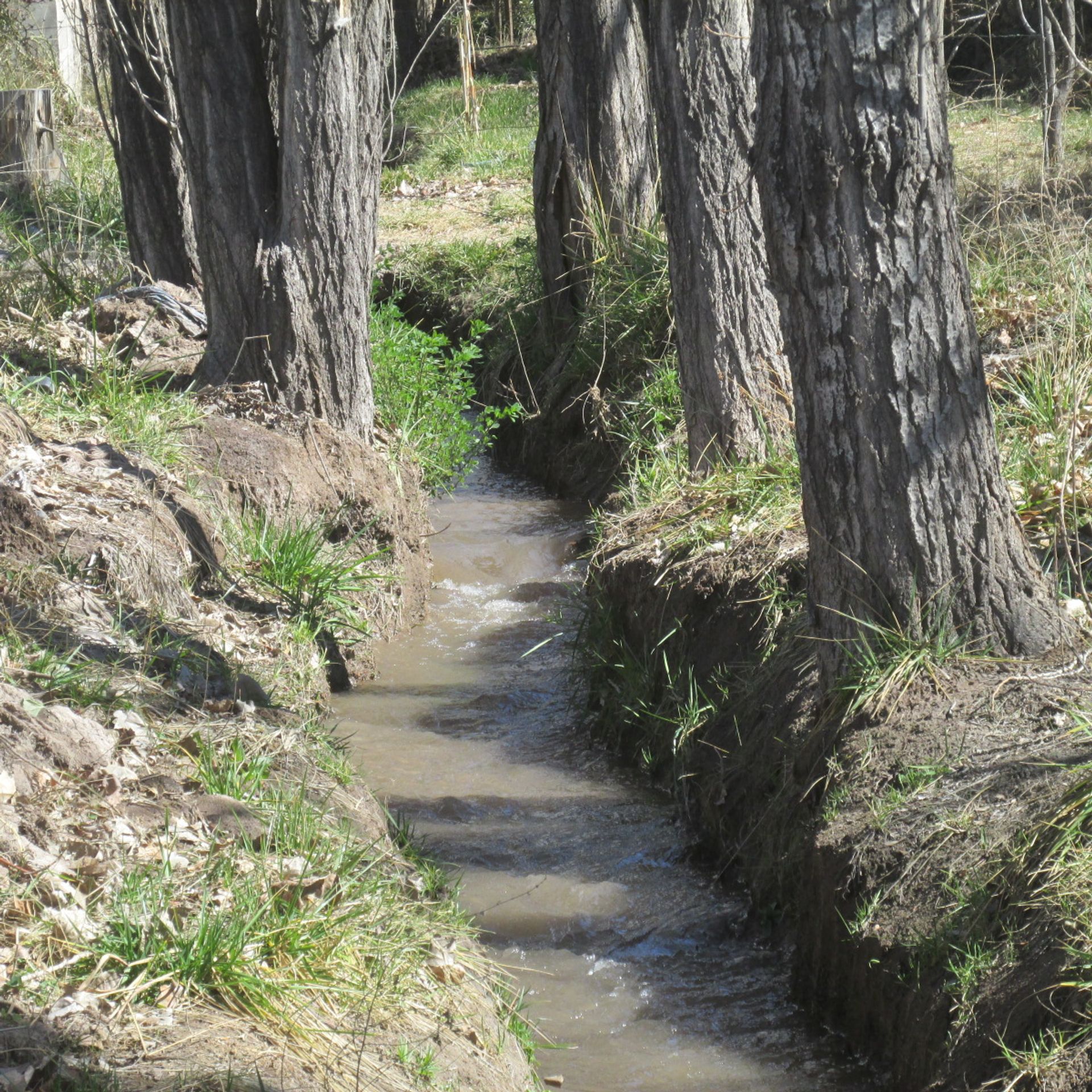 Campo en Venta en San Carlos, Mendoza