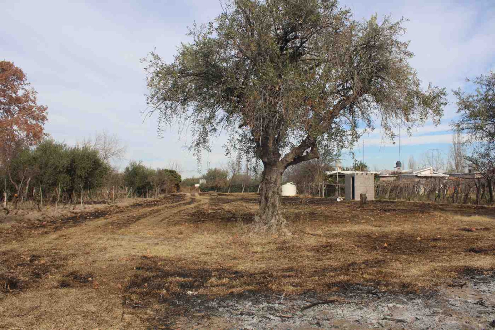 Lote en Venta en Rivadavia, Mendoza