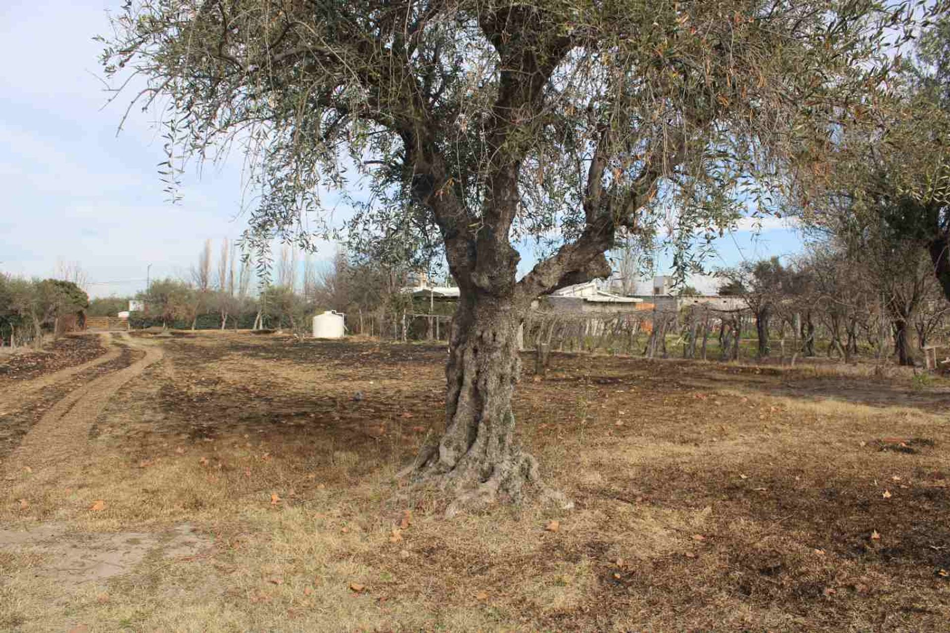 Lote en Venta en Rivadavia, Mendoza