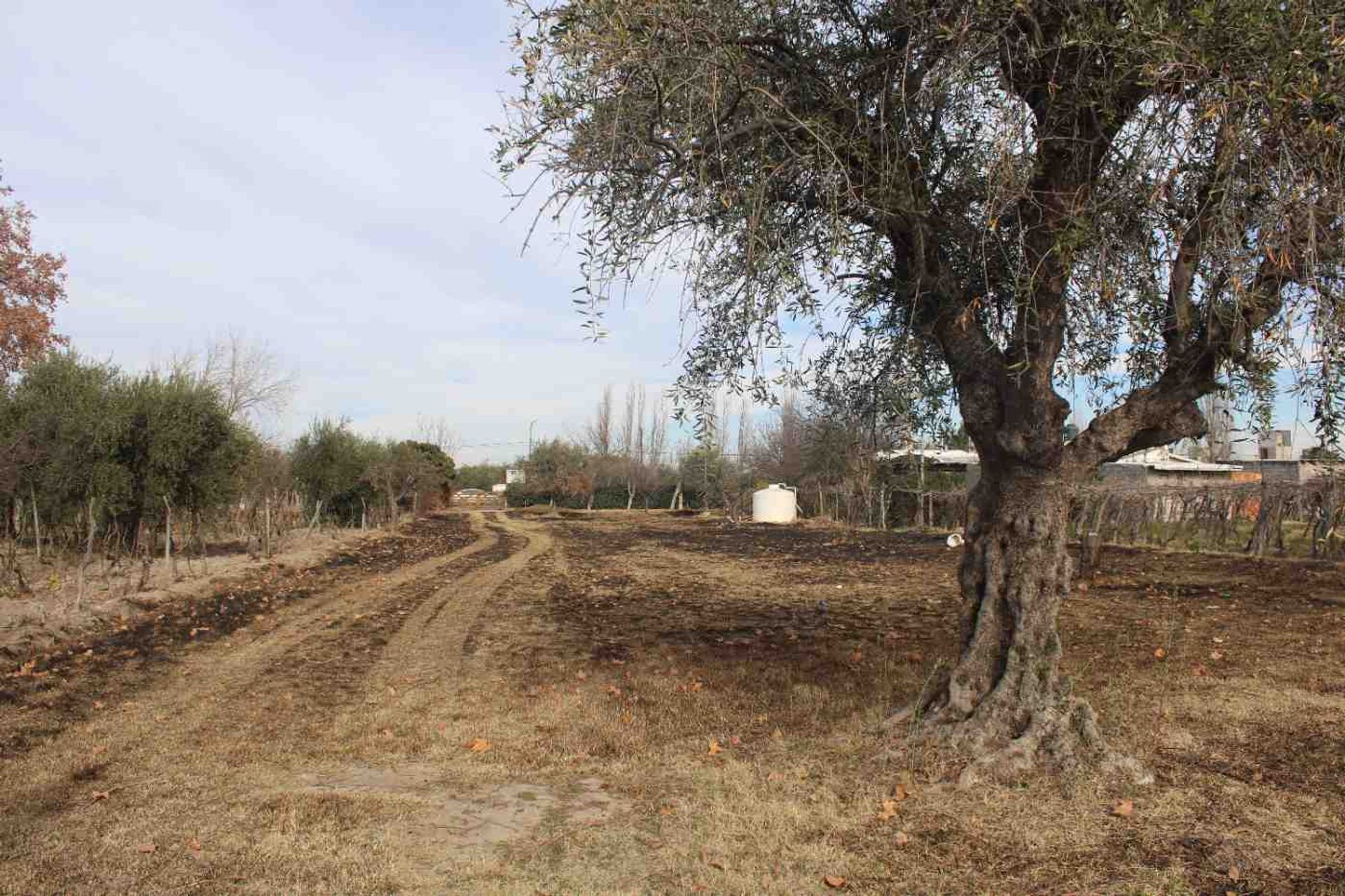 Lote en Venta en Rivadavia, Mendoza