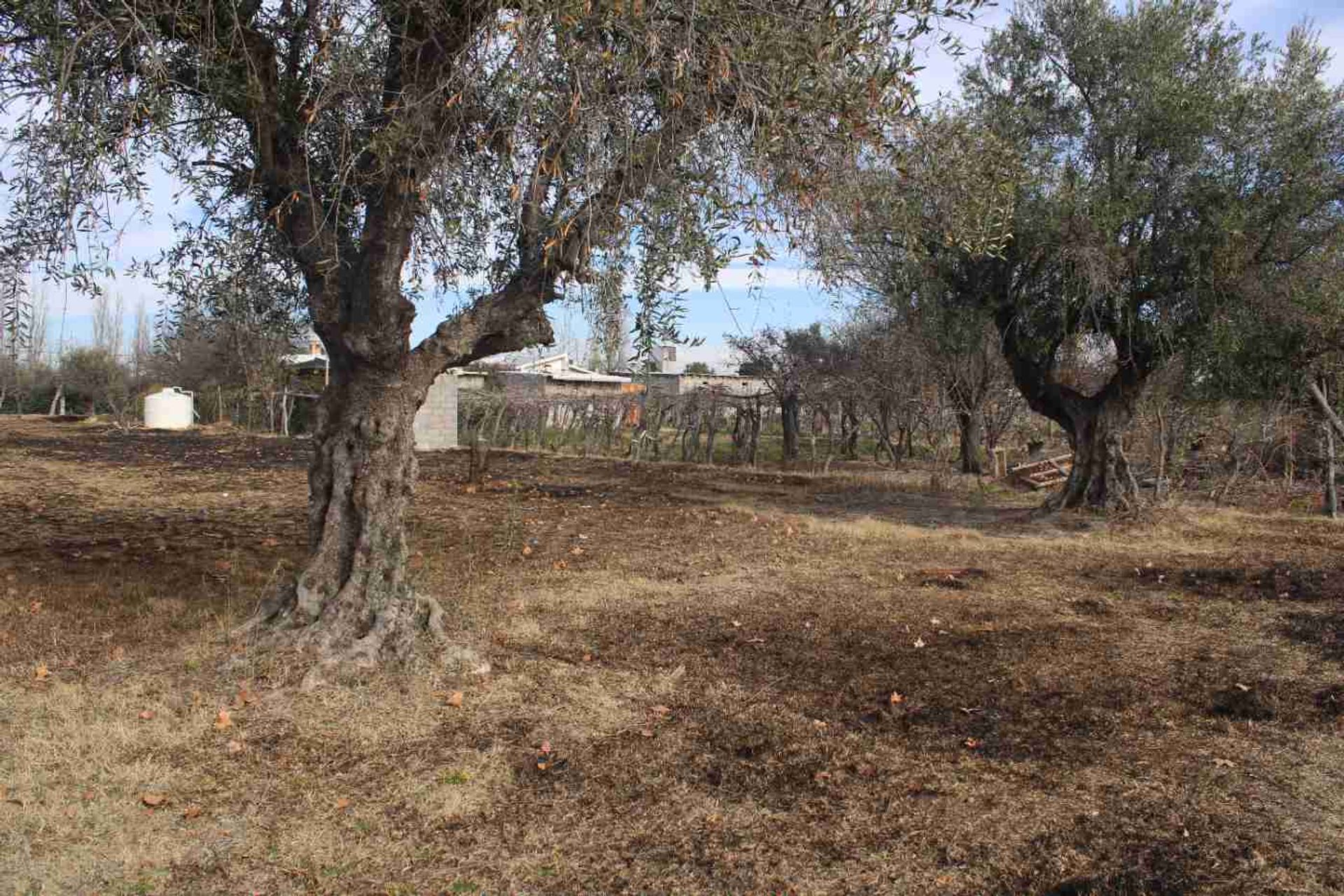 Lote en Venta en Rivadavia, Mendoza