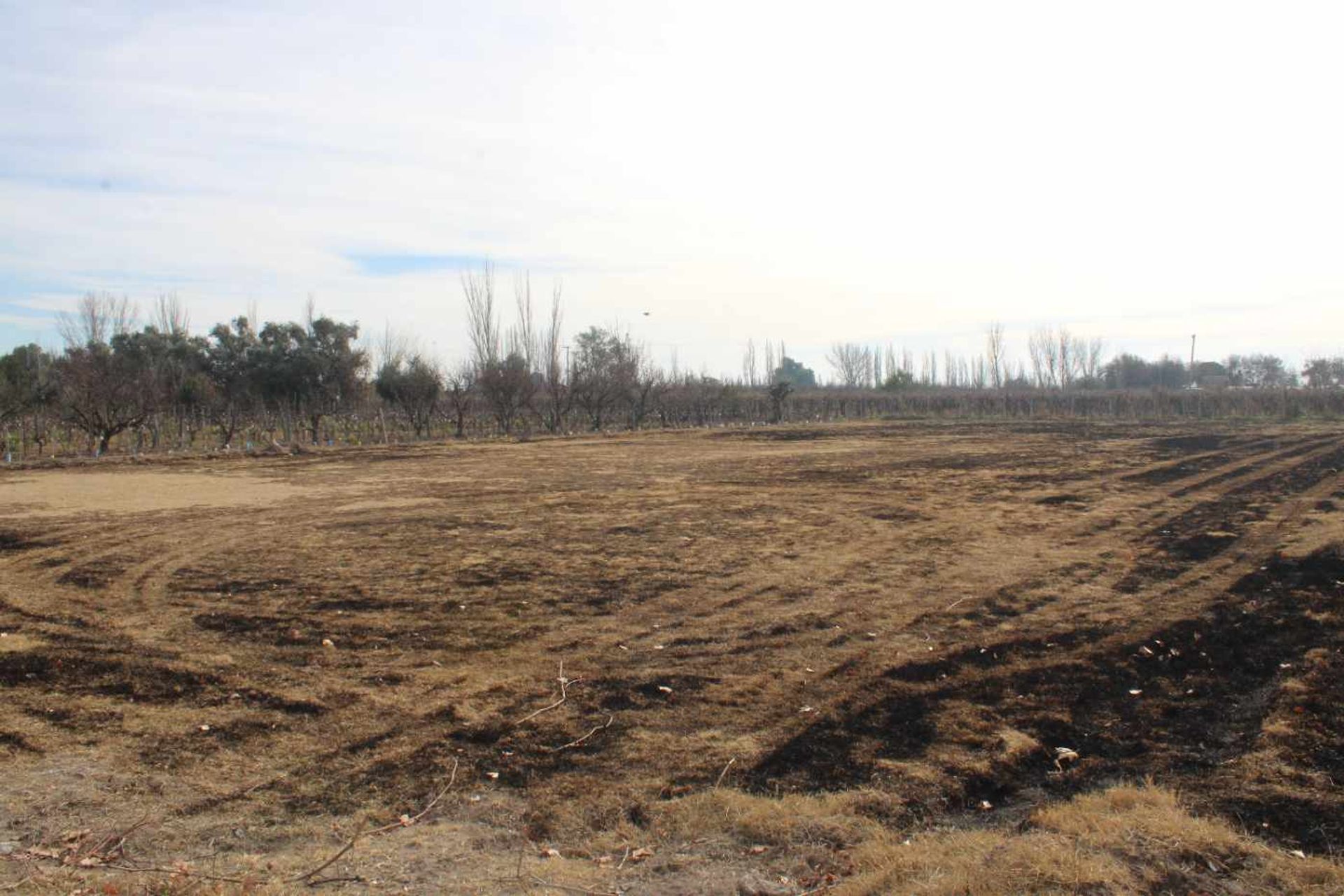 Lote en Venta en Rivadavia, Mendoza