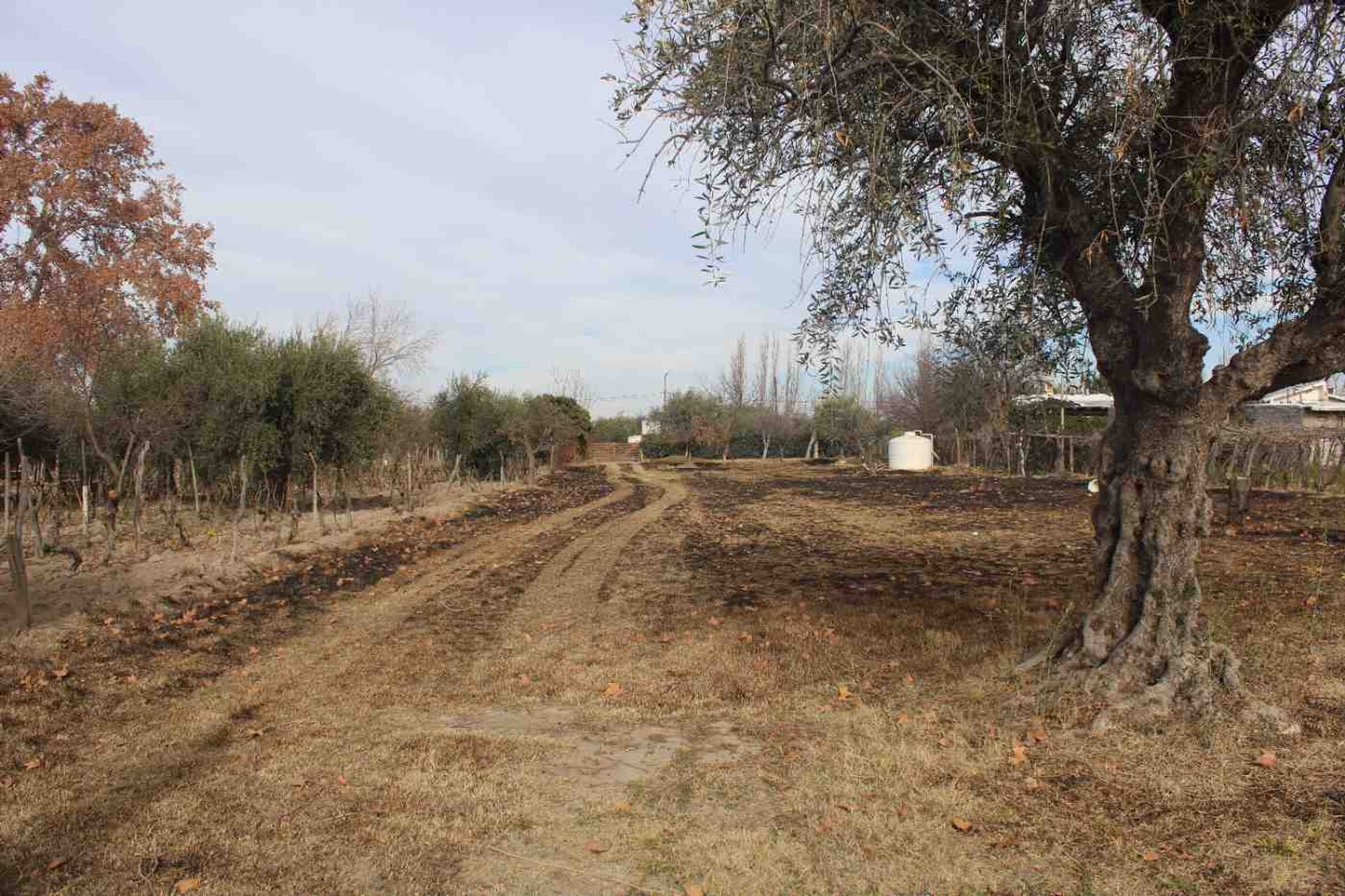 Lote en Venta en Rivadavia, Mendoza