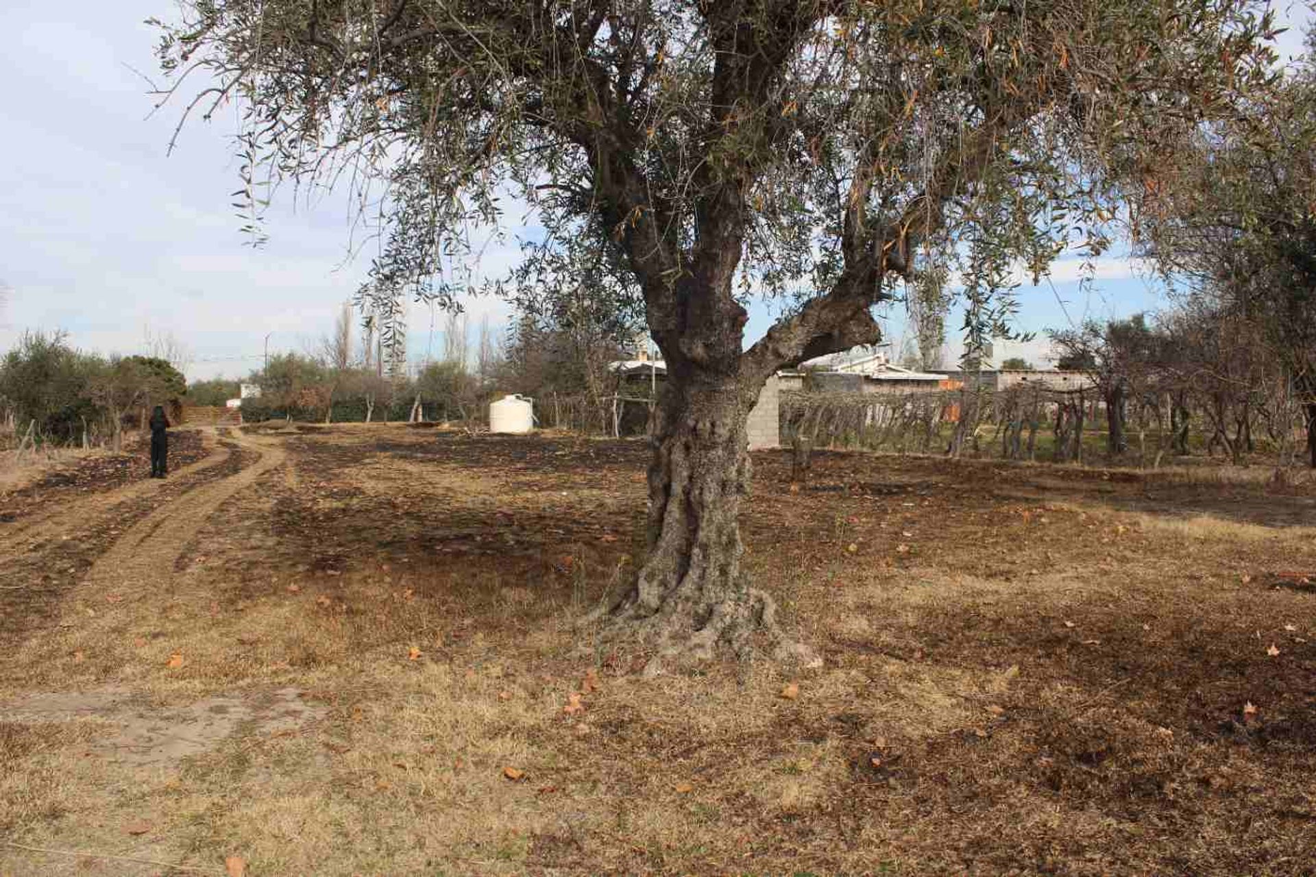 Lote en Venta en Rivadavia, Mendoza