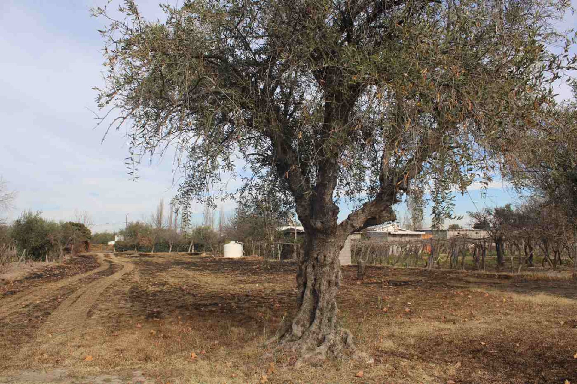 Lote en Venta en Rivadavia, Mendoza