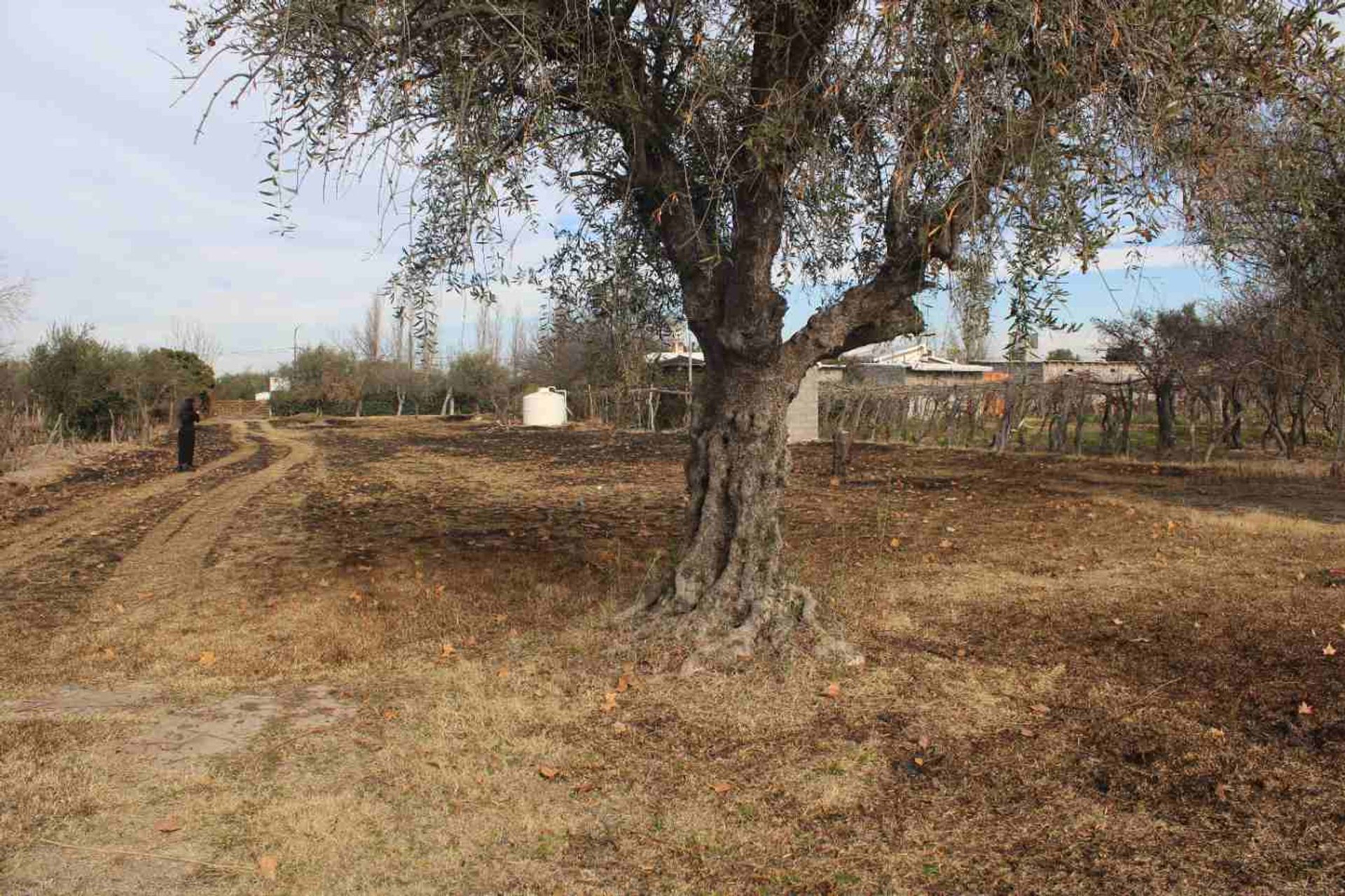 Lote en Venta en Rivadavia, Mendoza