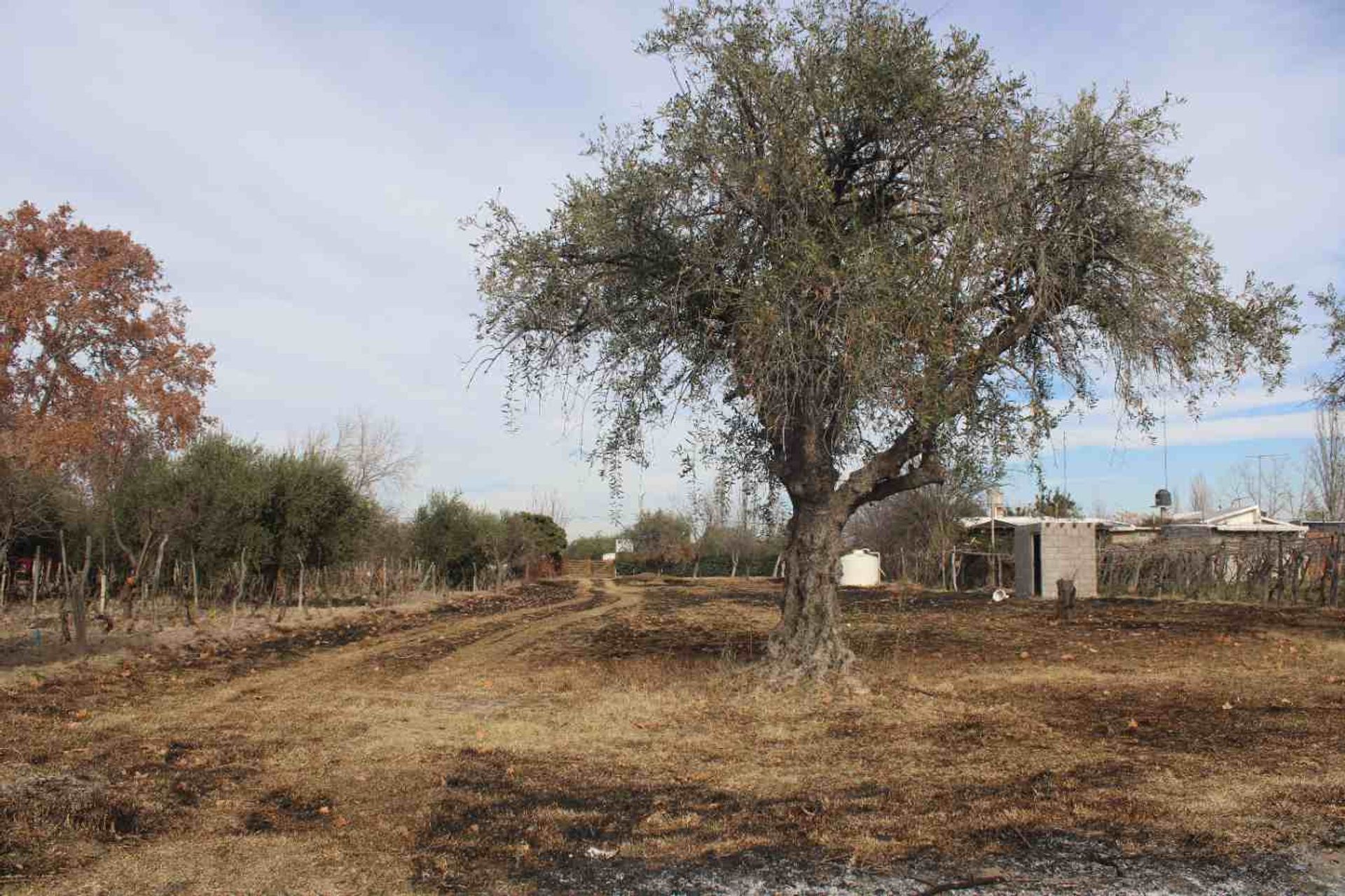 Lote en Venta en Rivadavia, Mendoza