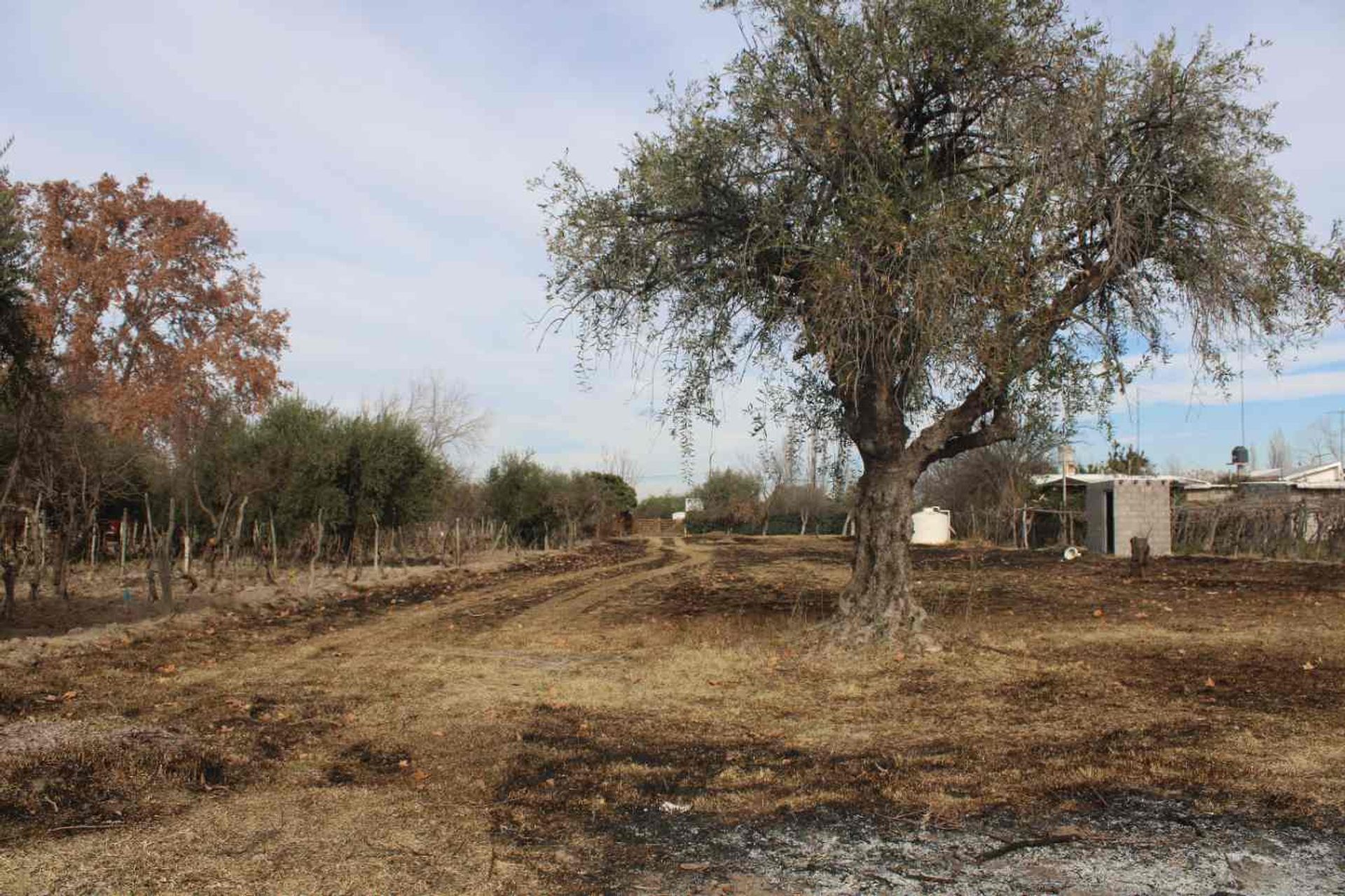 Lote en Venta en Rivadavia, Mendoza