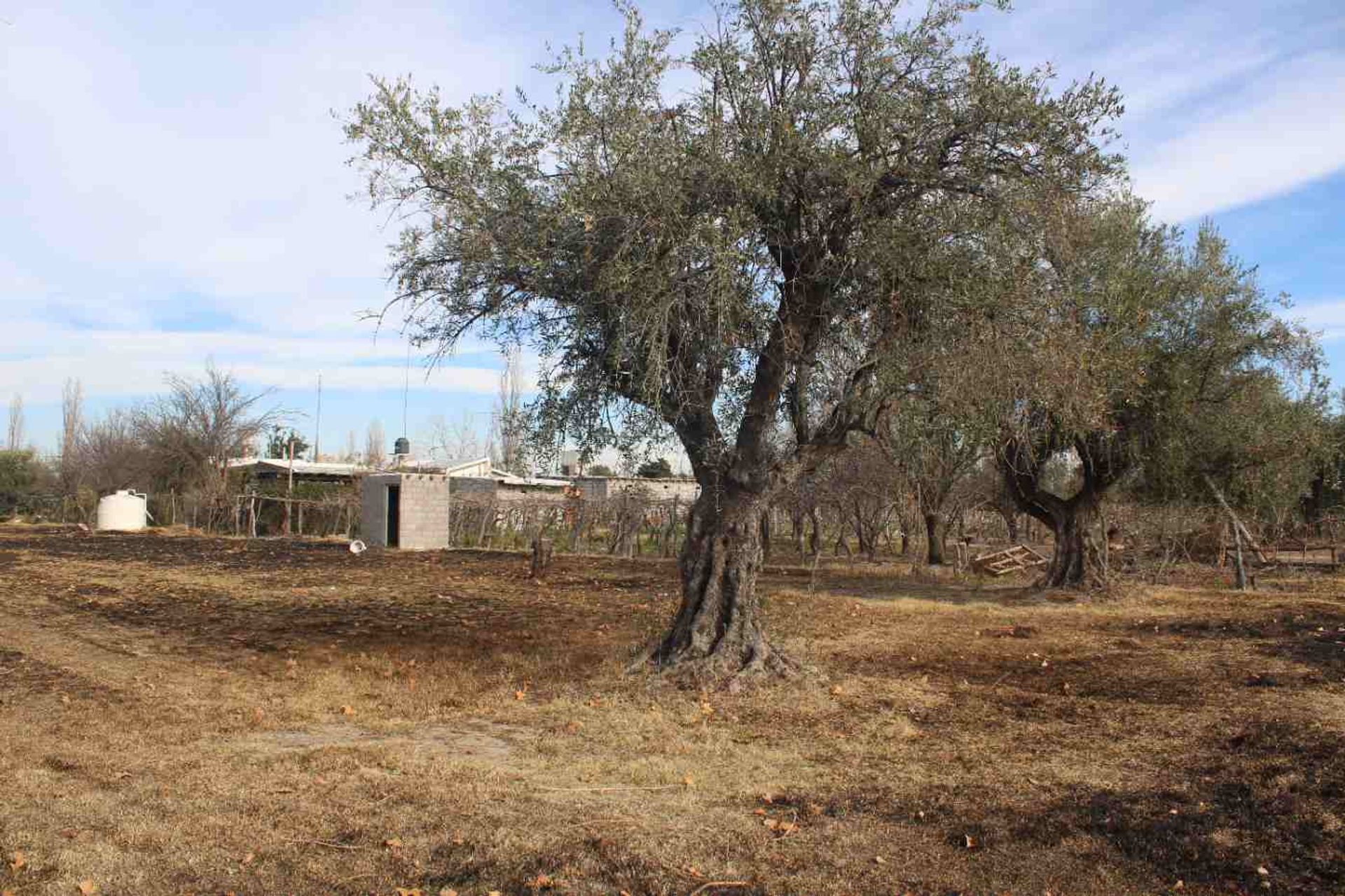 Lote en Venta en Rivadavia, Mendoza