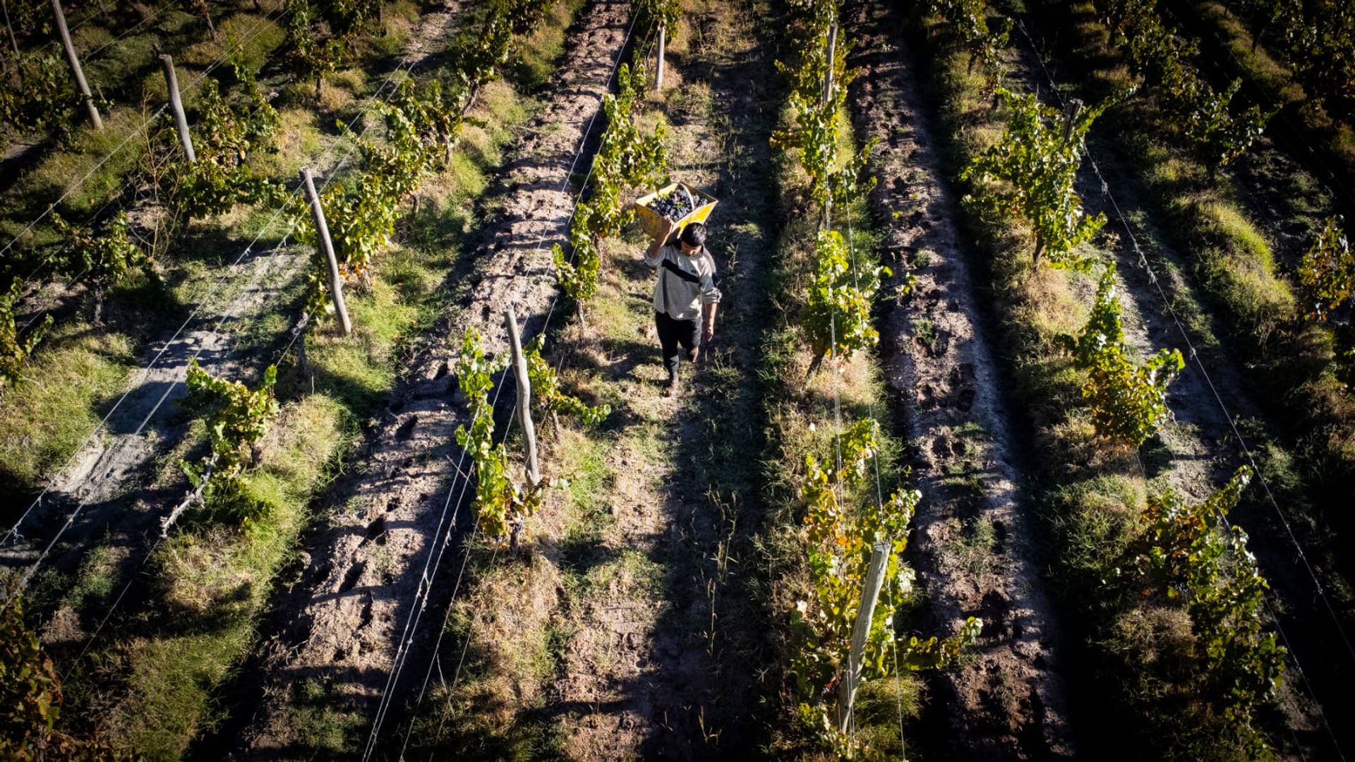 Campo en Venta en San Carlos, Mendoza