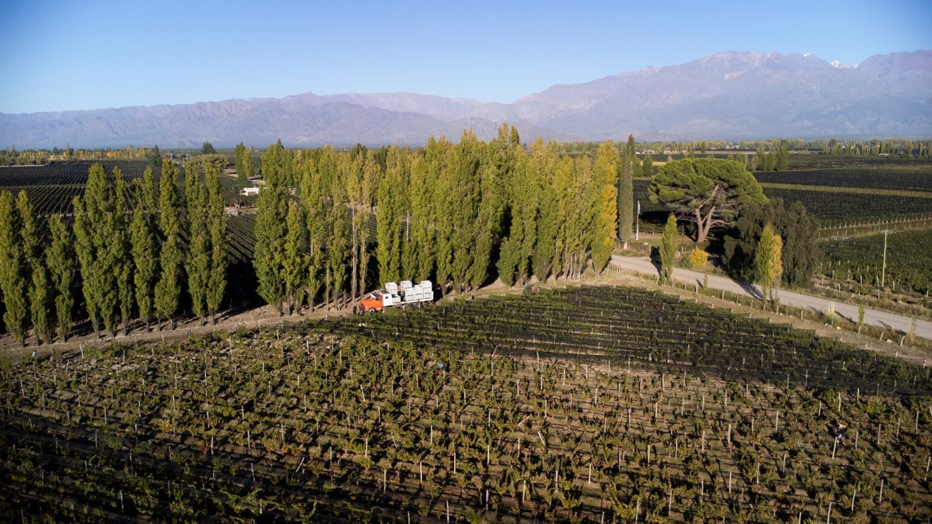 Campo en Venta en San Carlos, Mendoza