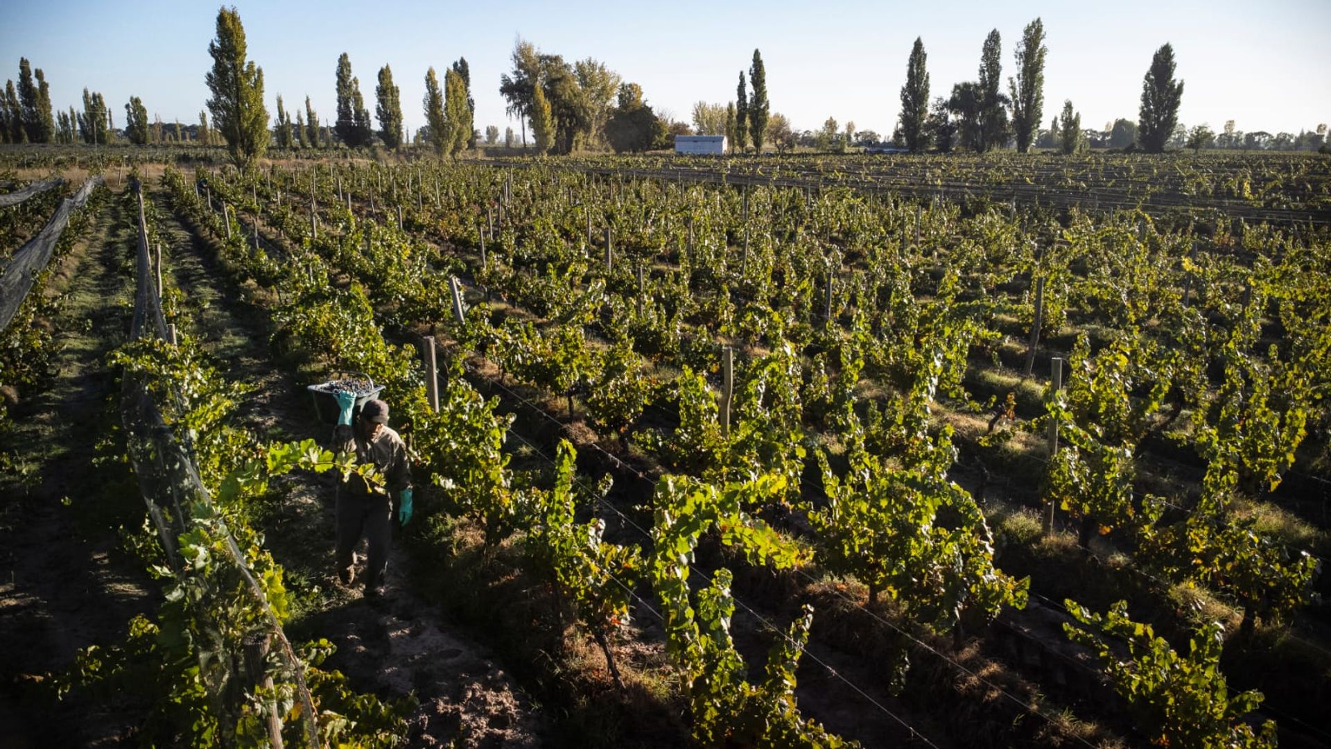 Campo en Venta en San Carlos, Mendoza