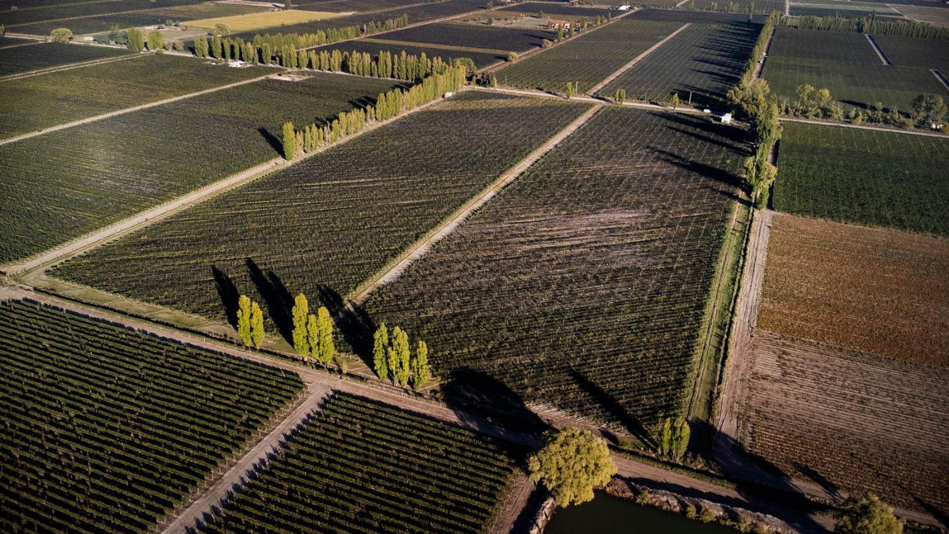 Campo en Venta en San Carlos, Mendoza