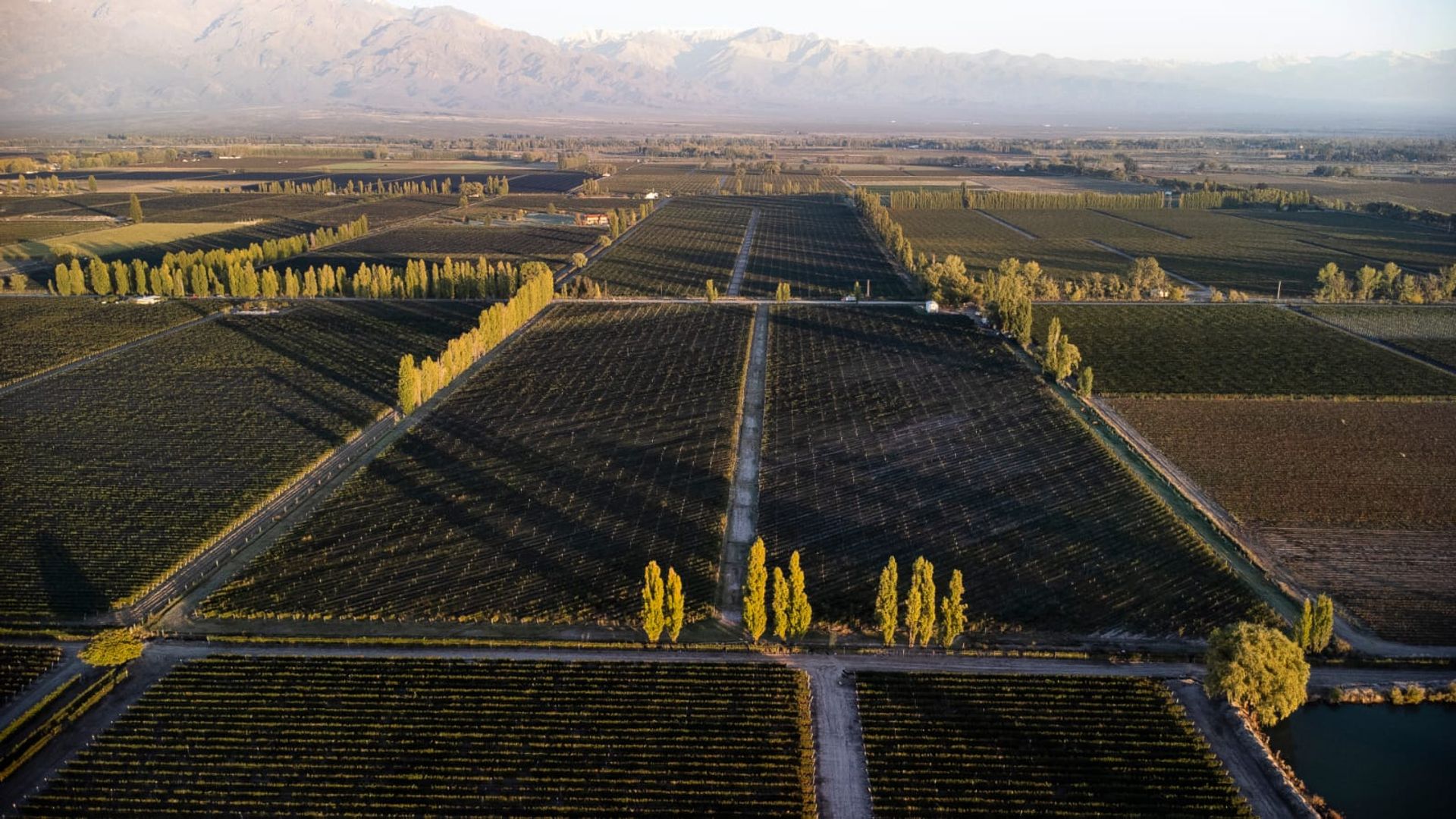 Campo en Venta en San Carlos, Mendoza