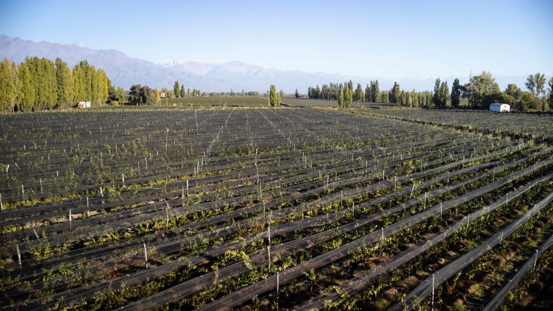 Campo en Venta en San Carlos, Mendoza
