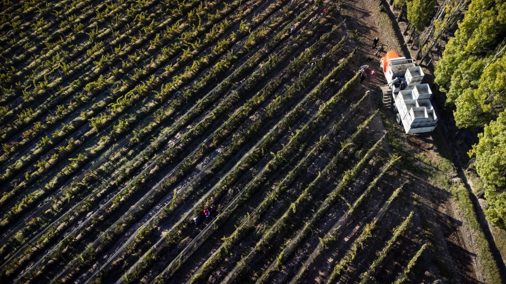 Campo en Venta en San Carlos, Mendoza
