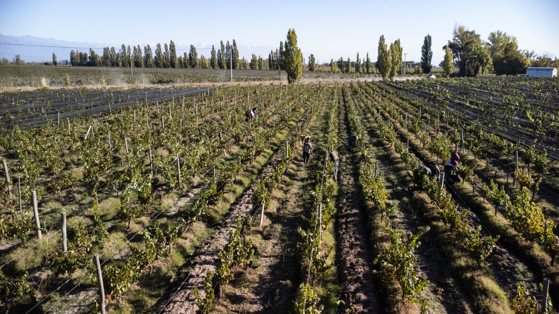 Campo en Venta en San Carlos, Mendoza