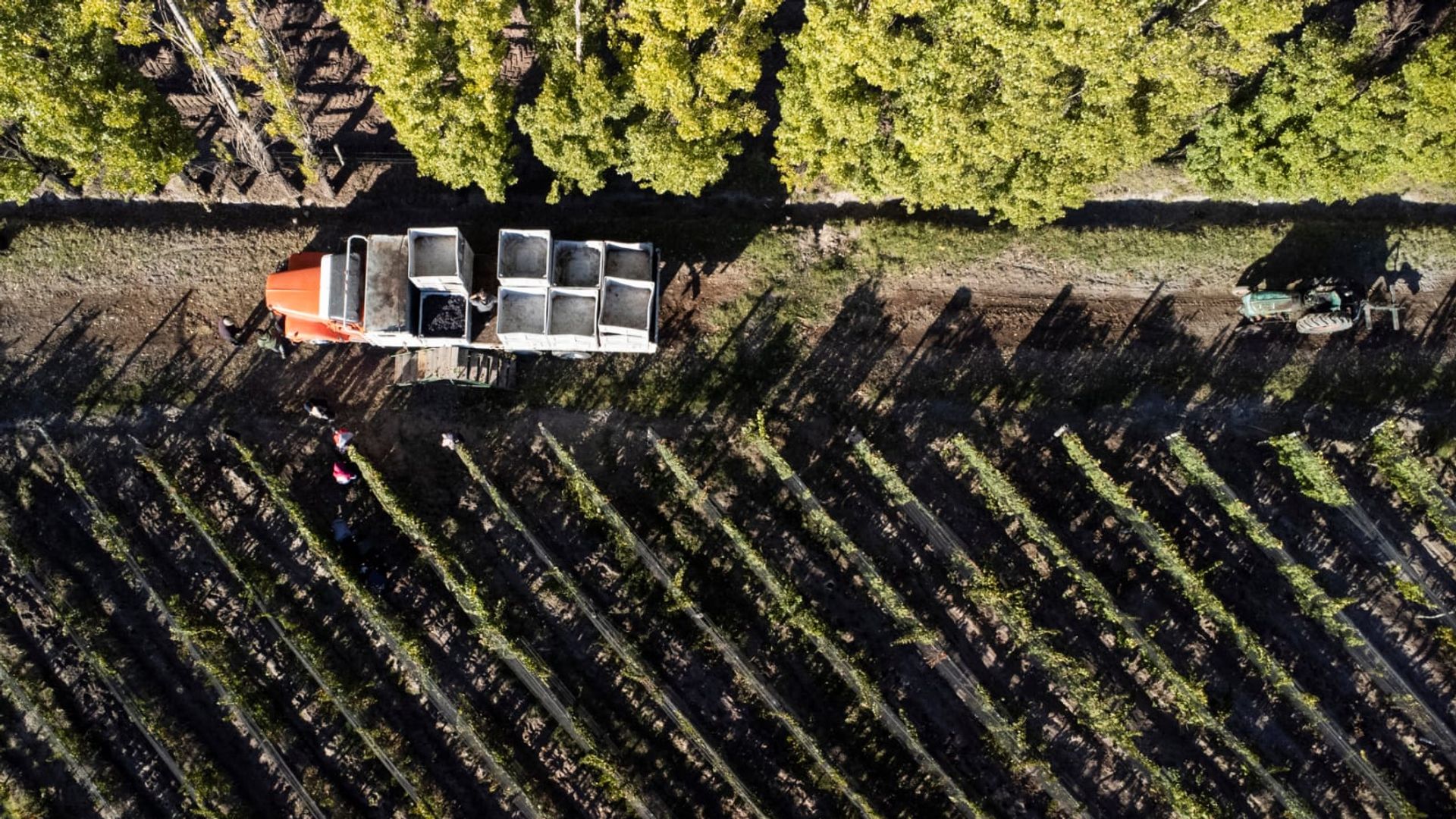 Campo en Venta en San Carlos, Mendoza