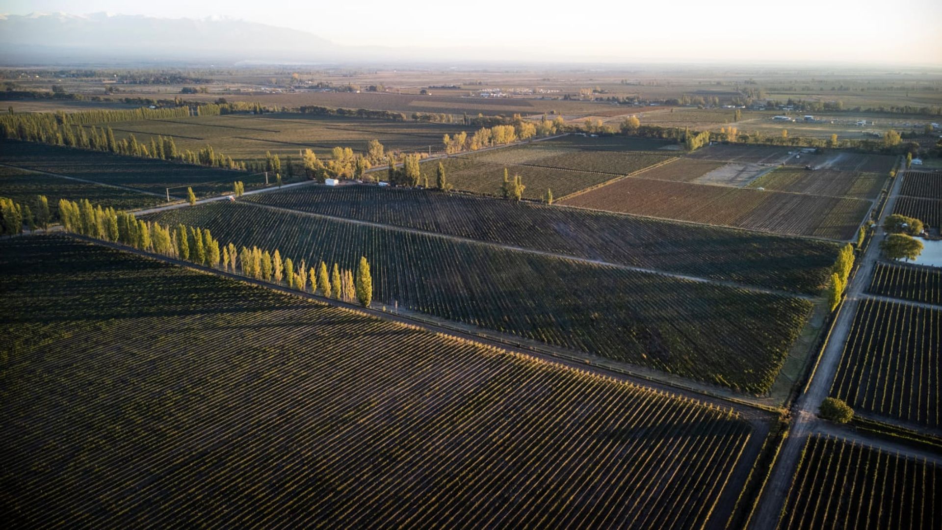 Campo en Venta en San Carlos, Mendoza