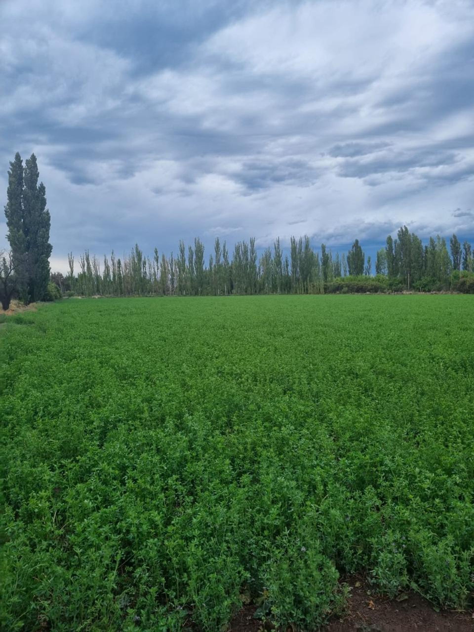 Campo en Venta en General alvear, Mendoza