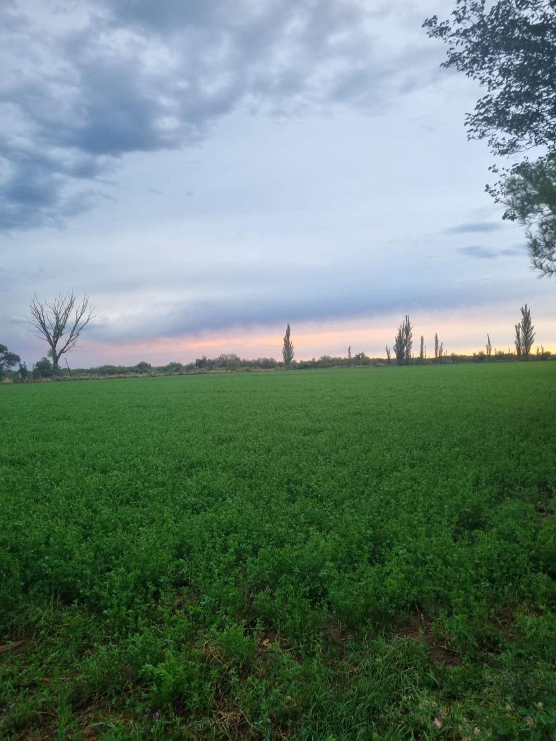 Campo en Venta en General alvear, Mendoza