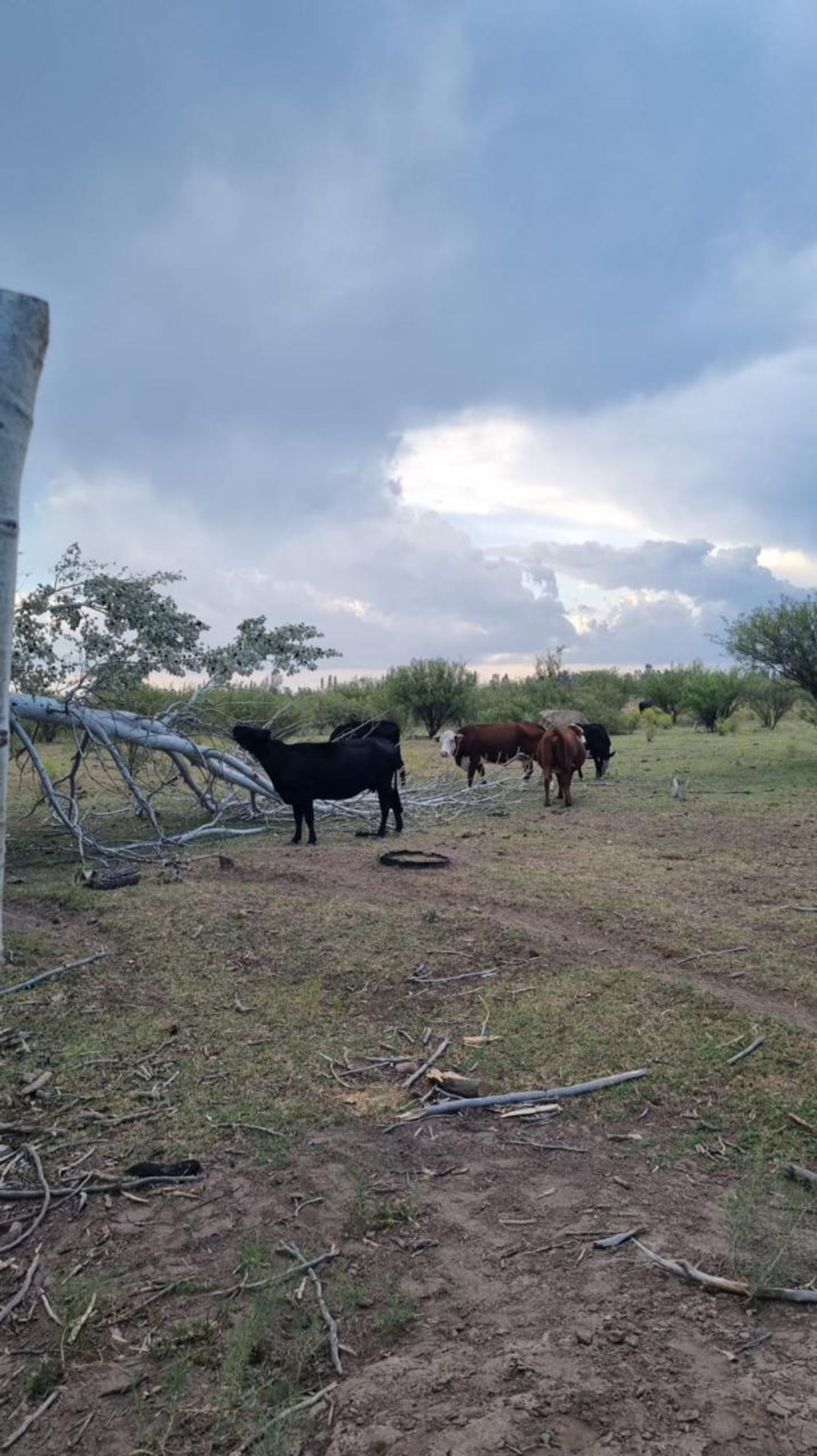 Campo en Venta en General alvear, Mendoza