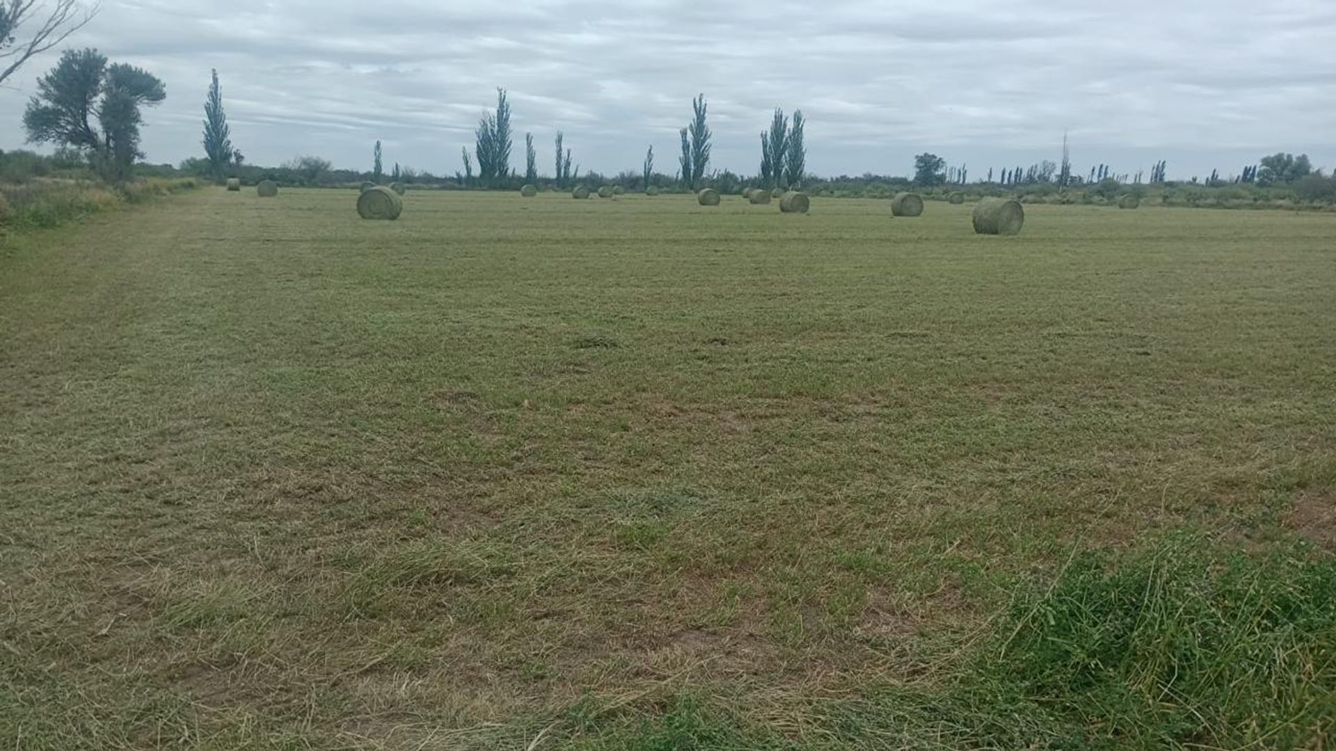 Campo en Venta en General alvear, Mendoza