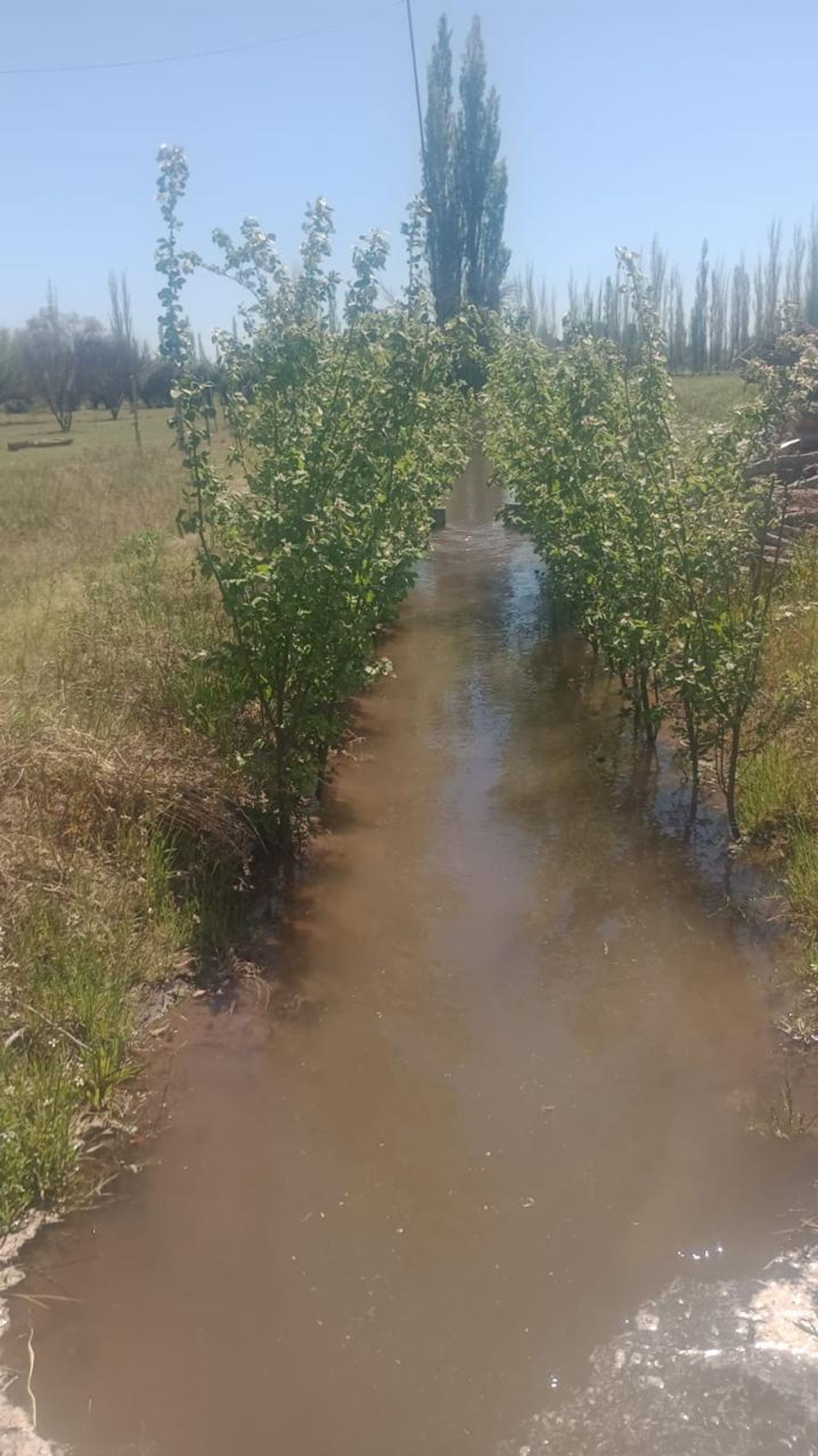 Campo en Venta en General alvear, Mendoza