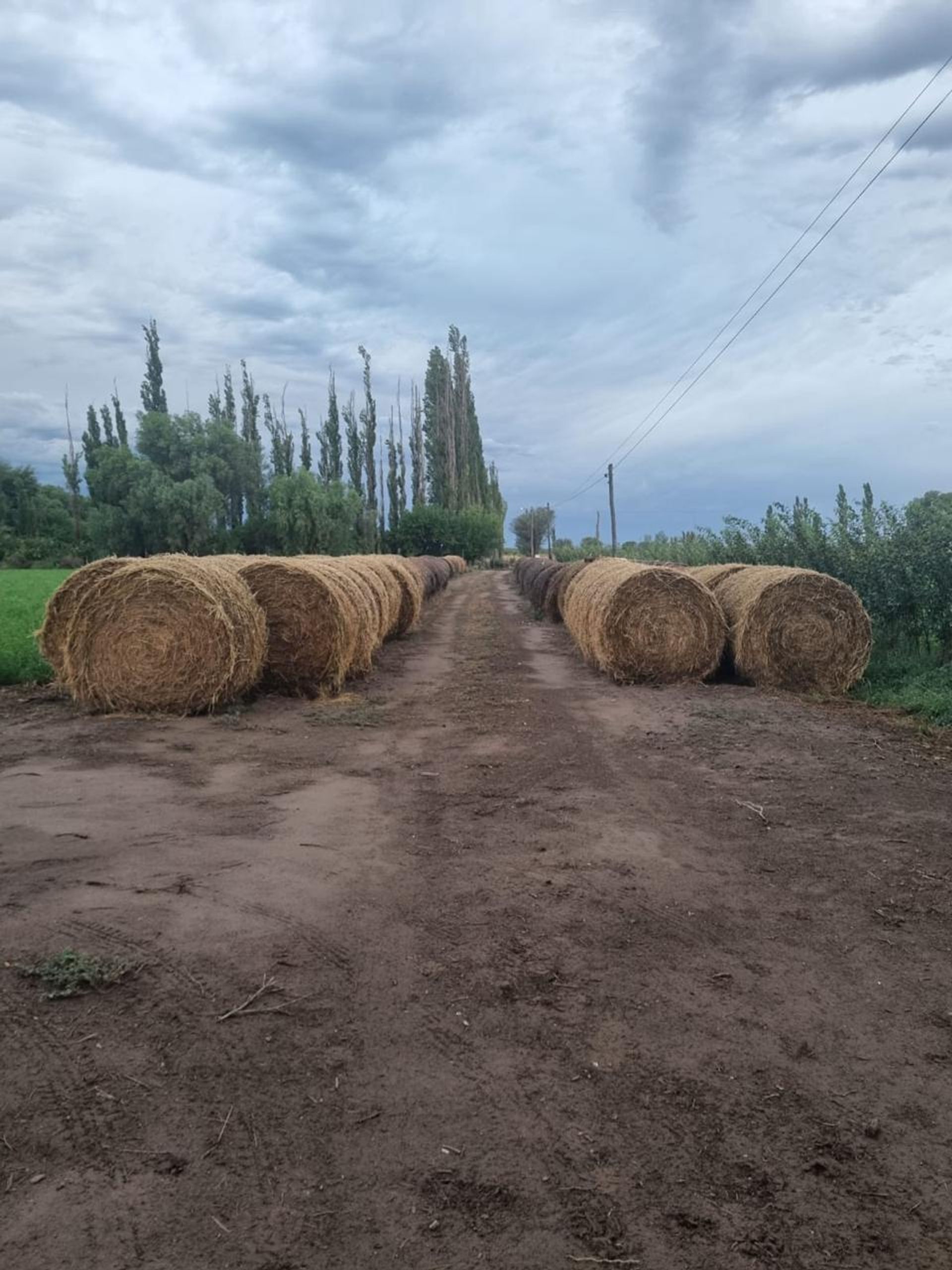 Campo en Venta en General alvear, Mendoza