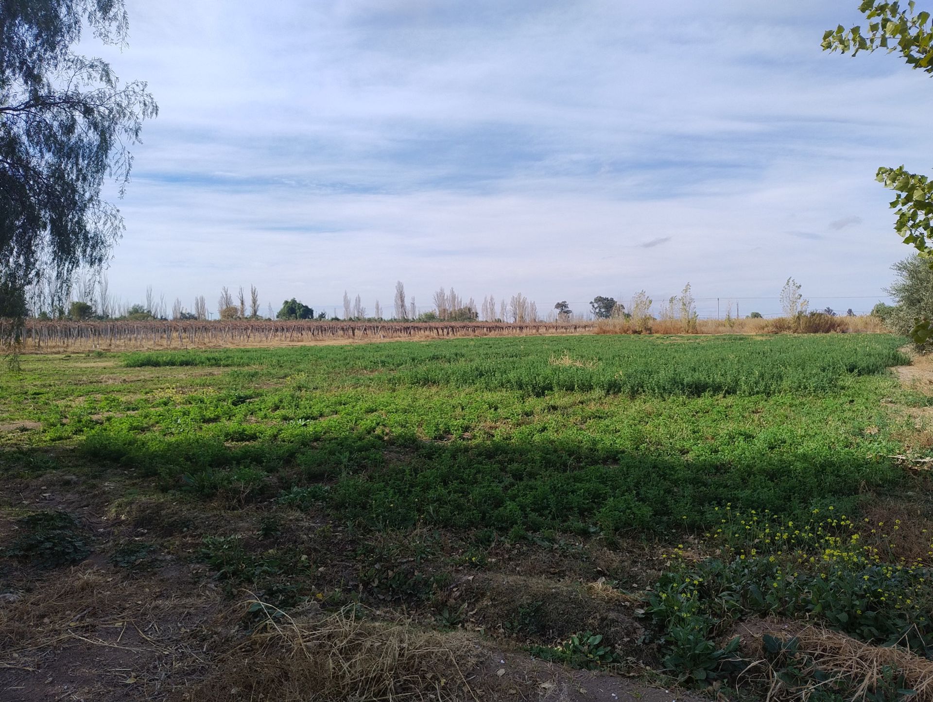 Campo en Venta en Pocito, San Juan